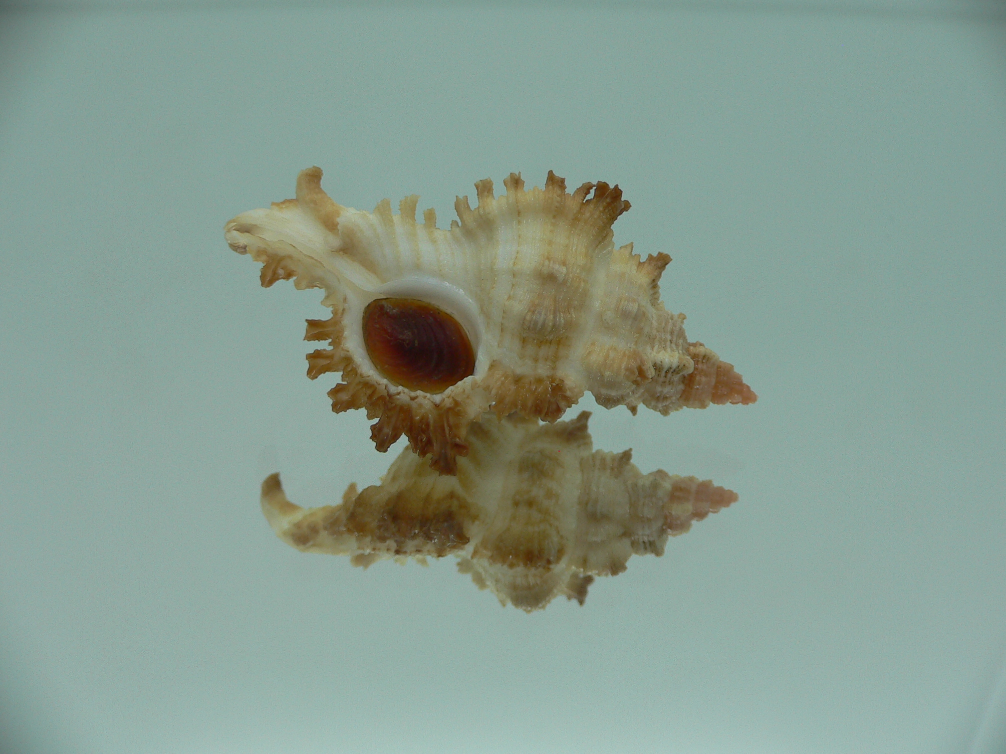 Chicoreus banksii COLOR