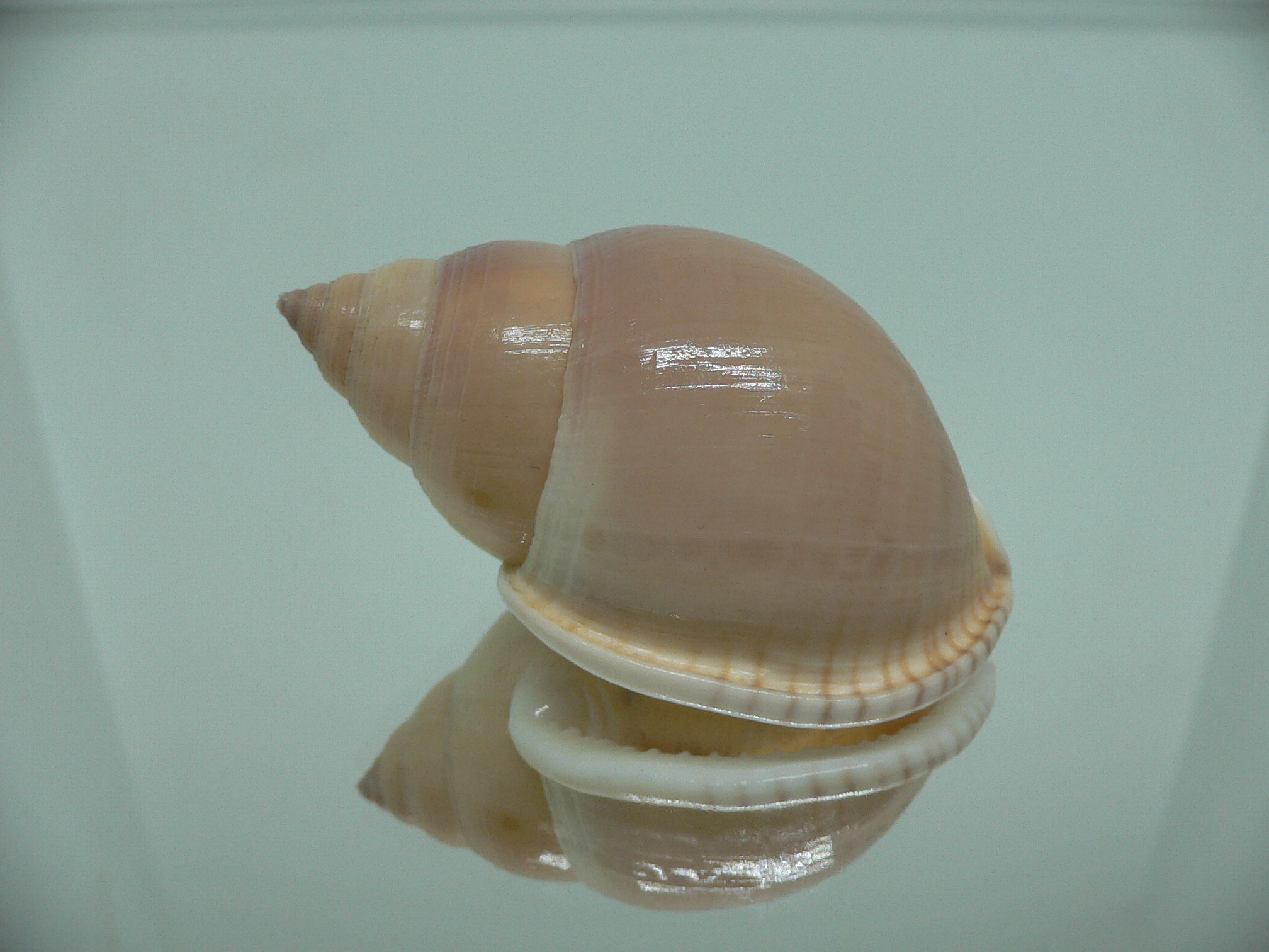 Semicassis bulla BIG & COLOR