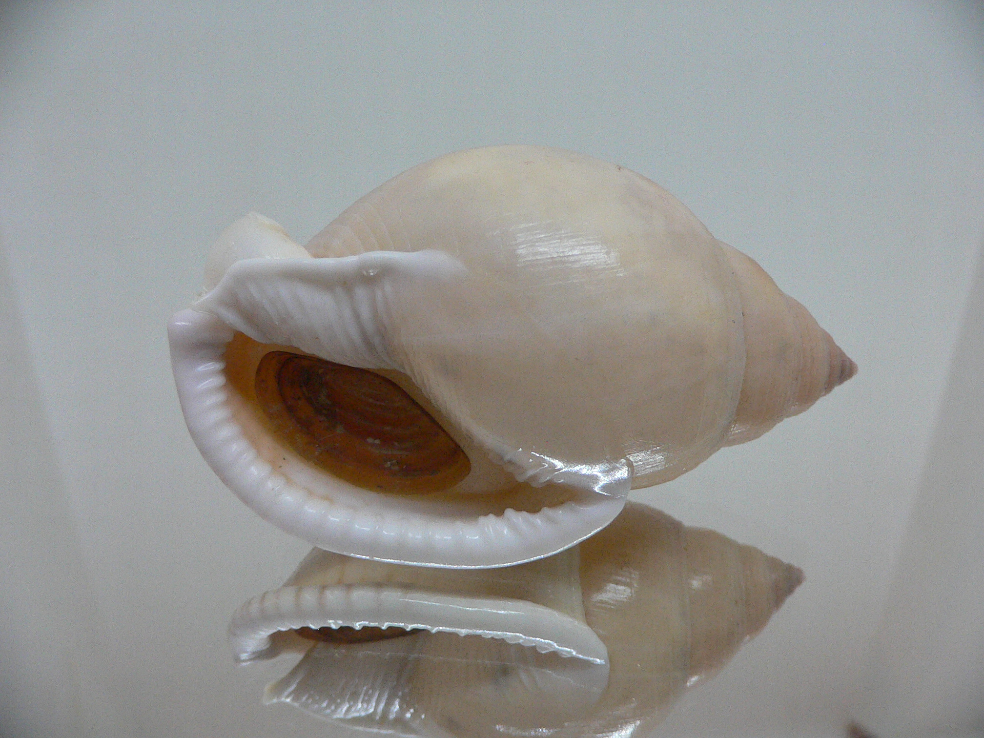 Semicassis bulla BIG & COLOR