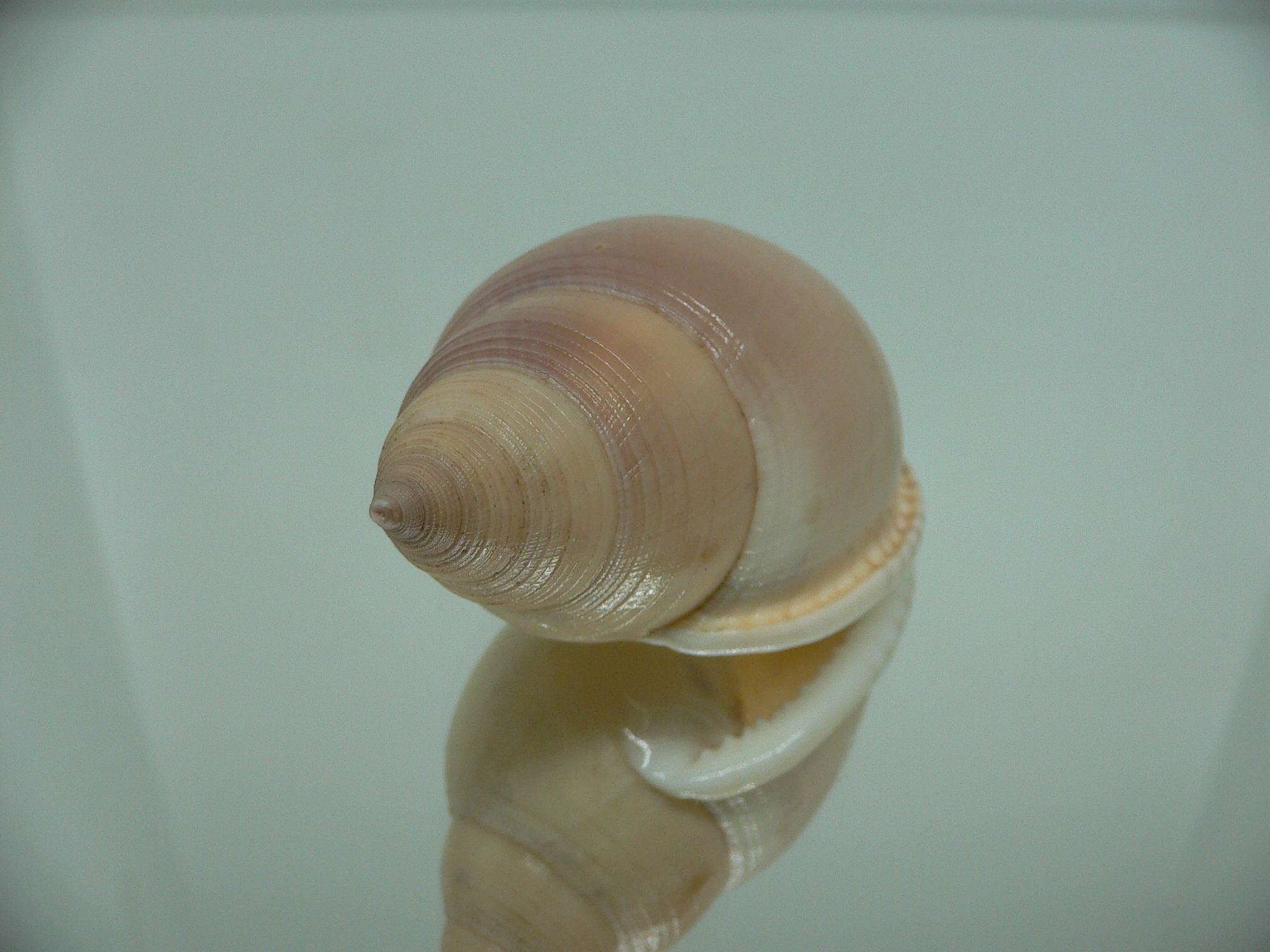 Semicassis bulla BIG & COLOR