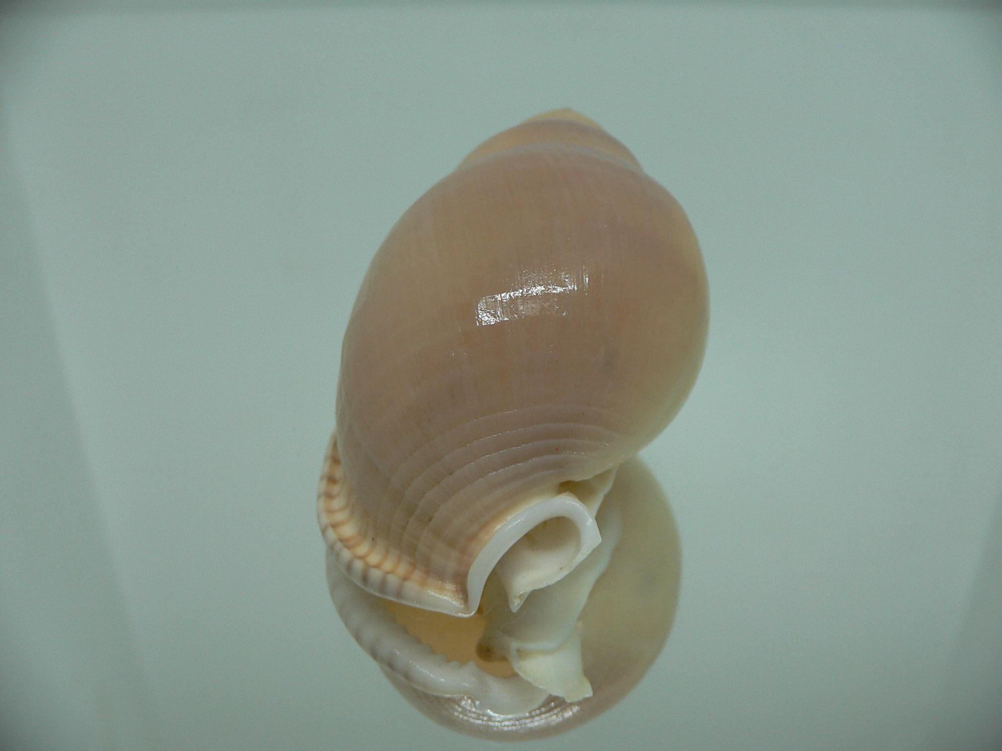 Semicassis bulla BIG & COLOR