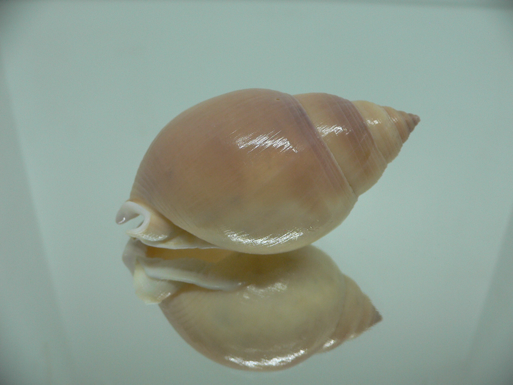 Semicassis bulla BIG & COLOR