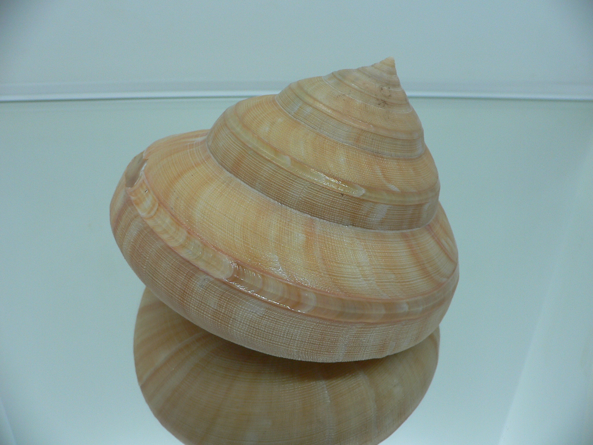 Bayerotrochus westralis