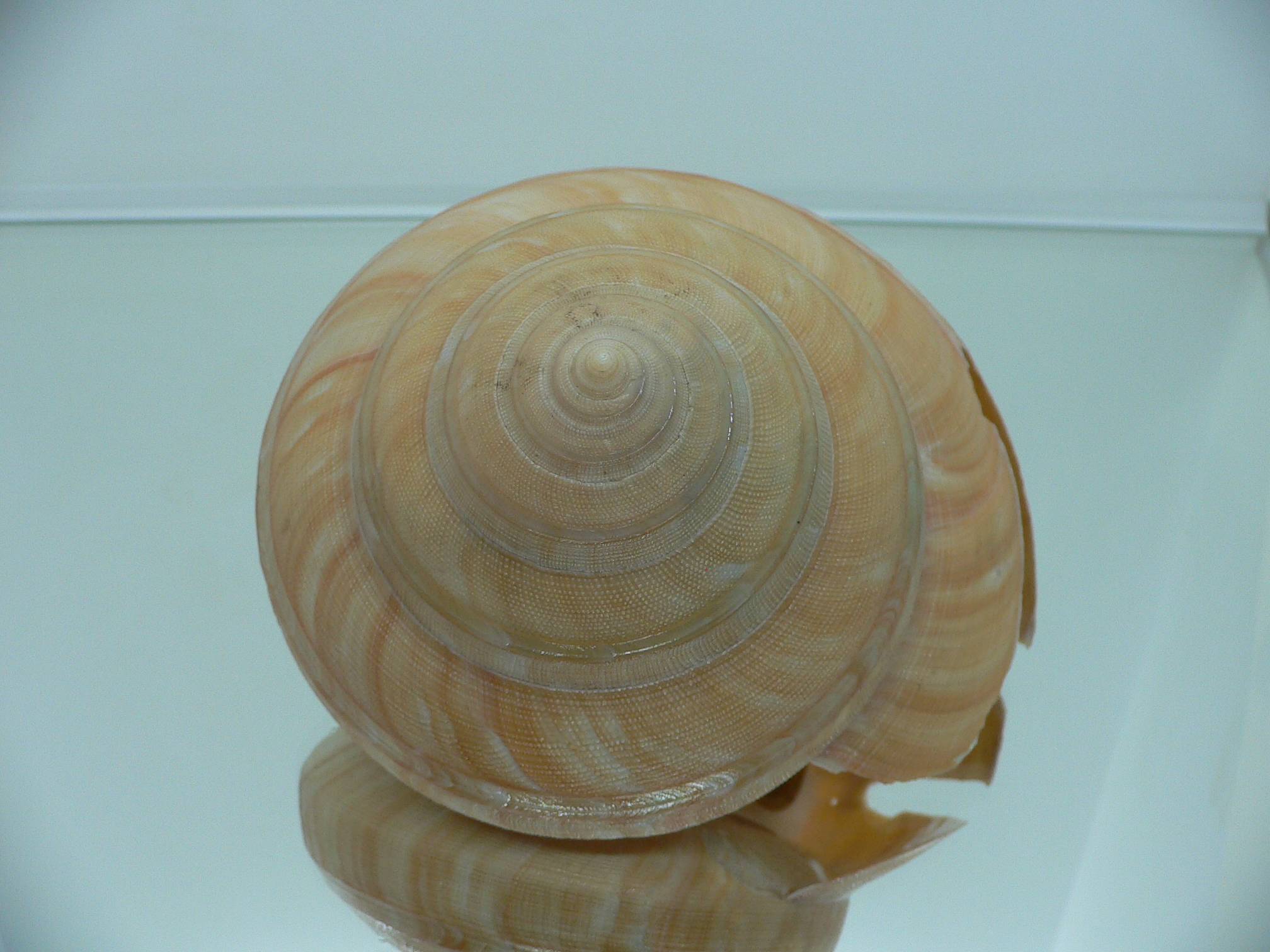 Bayerotrochus westralis