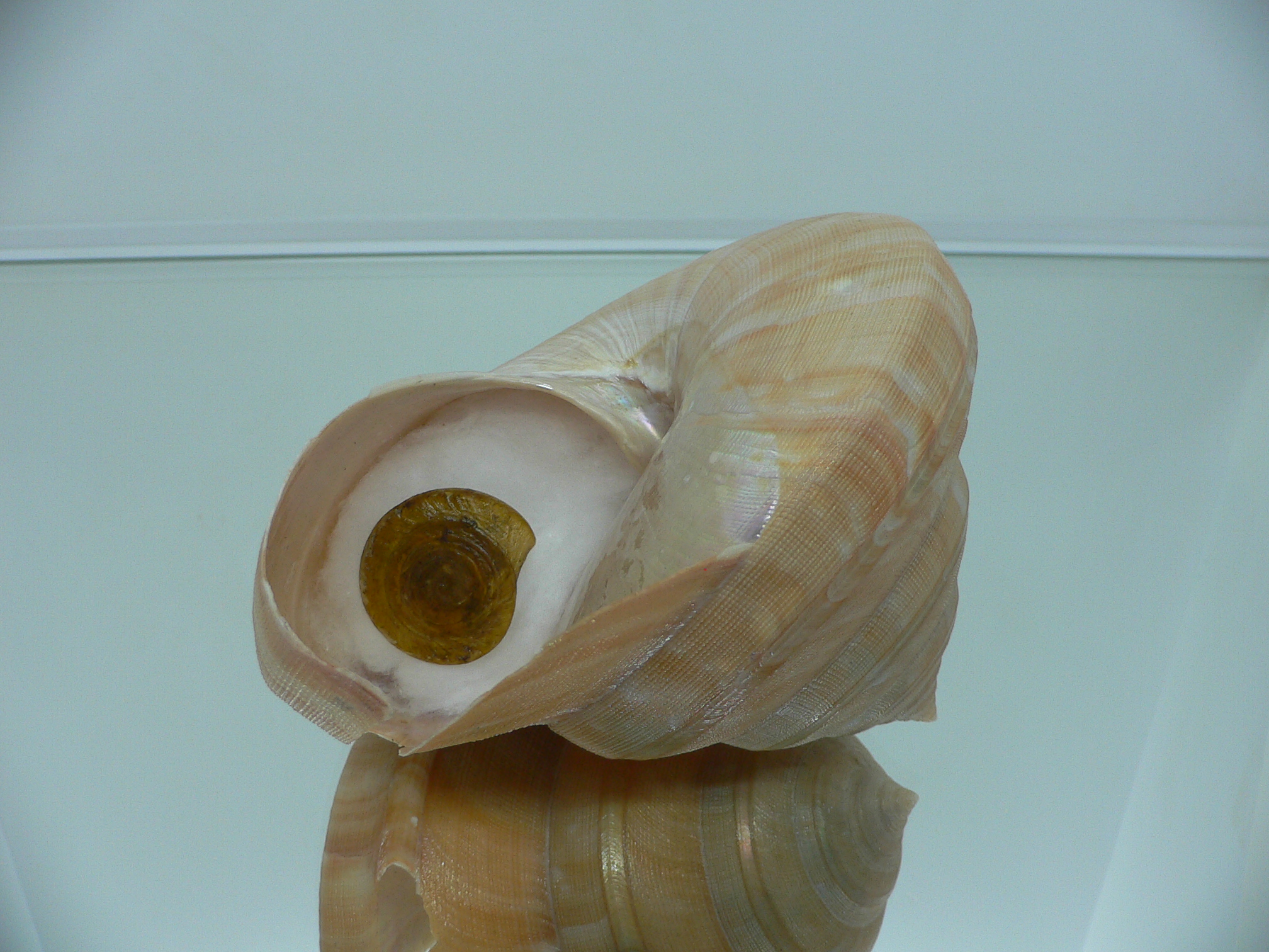 Bayerotrochus westralis