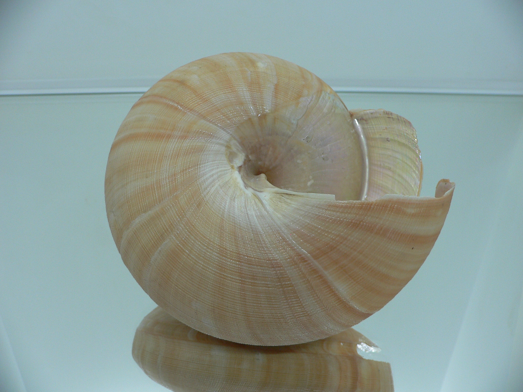 Bayerotrochus westralis