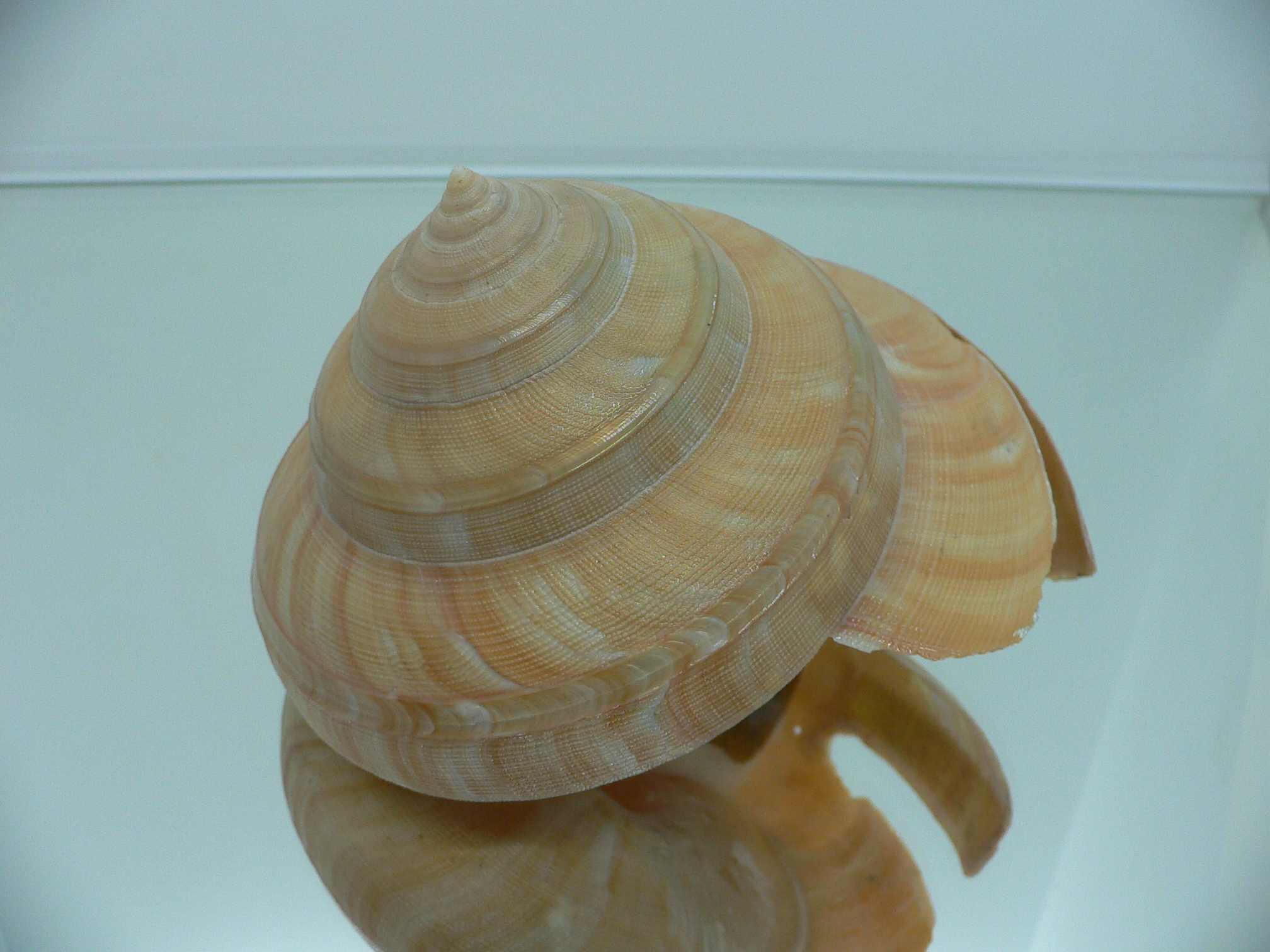 Bayerotrochus westralis