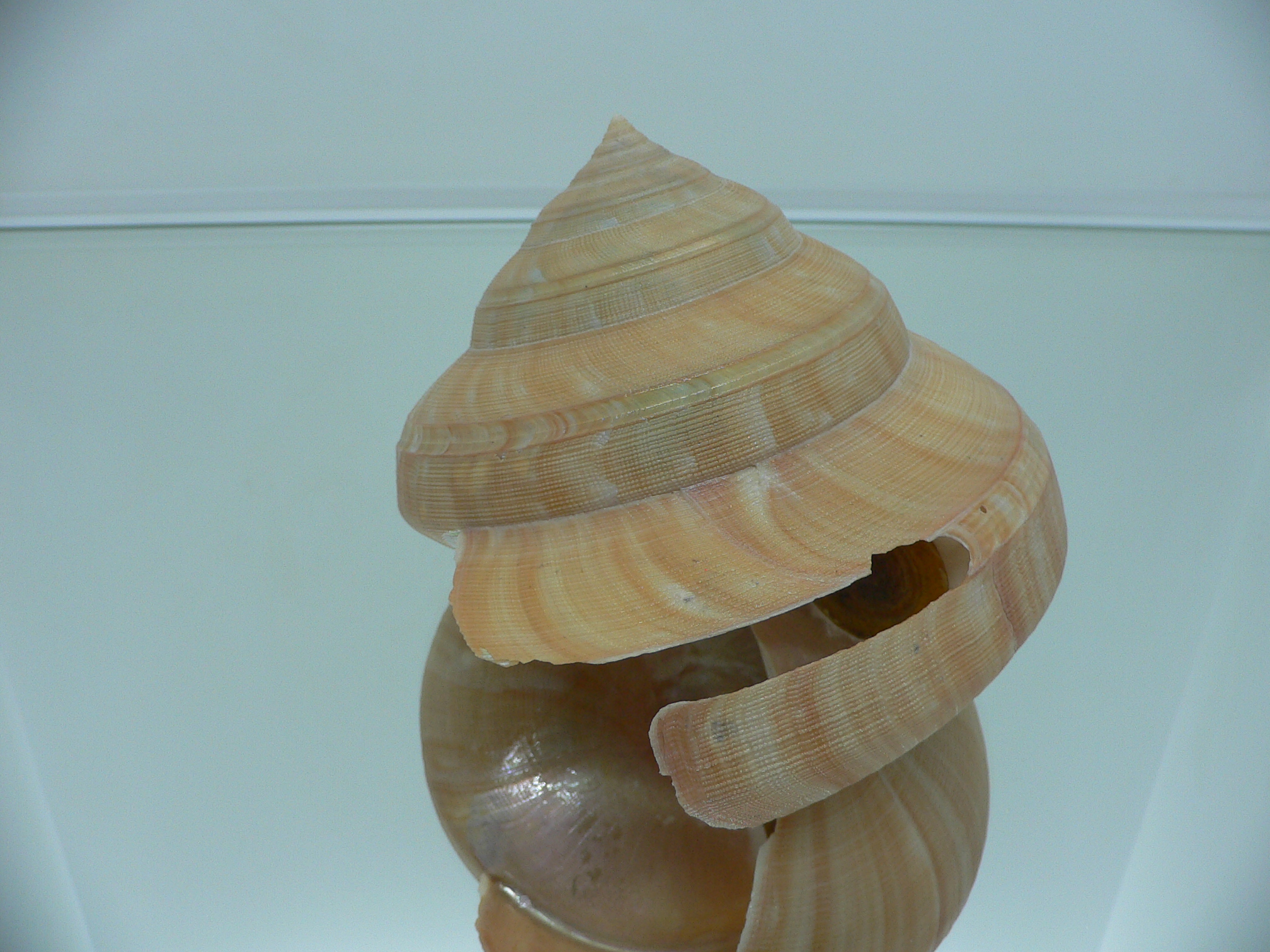Bayerotrochus westralis