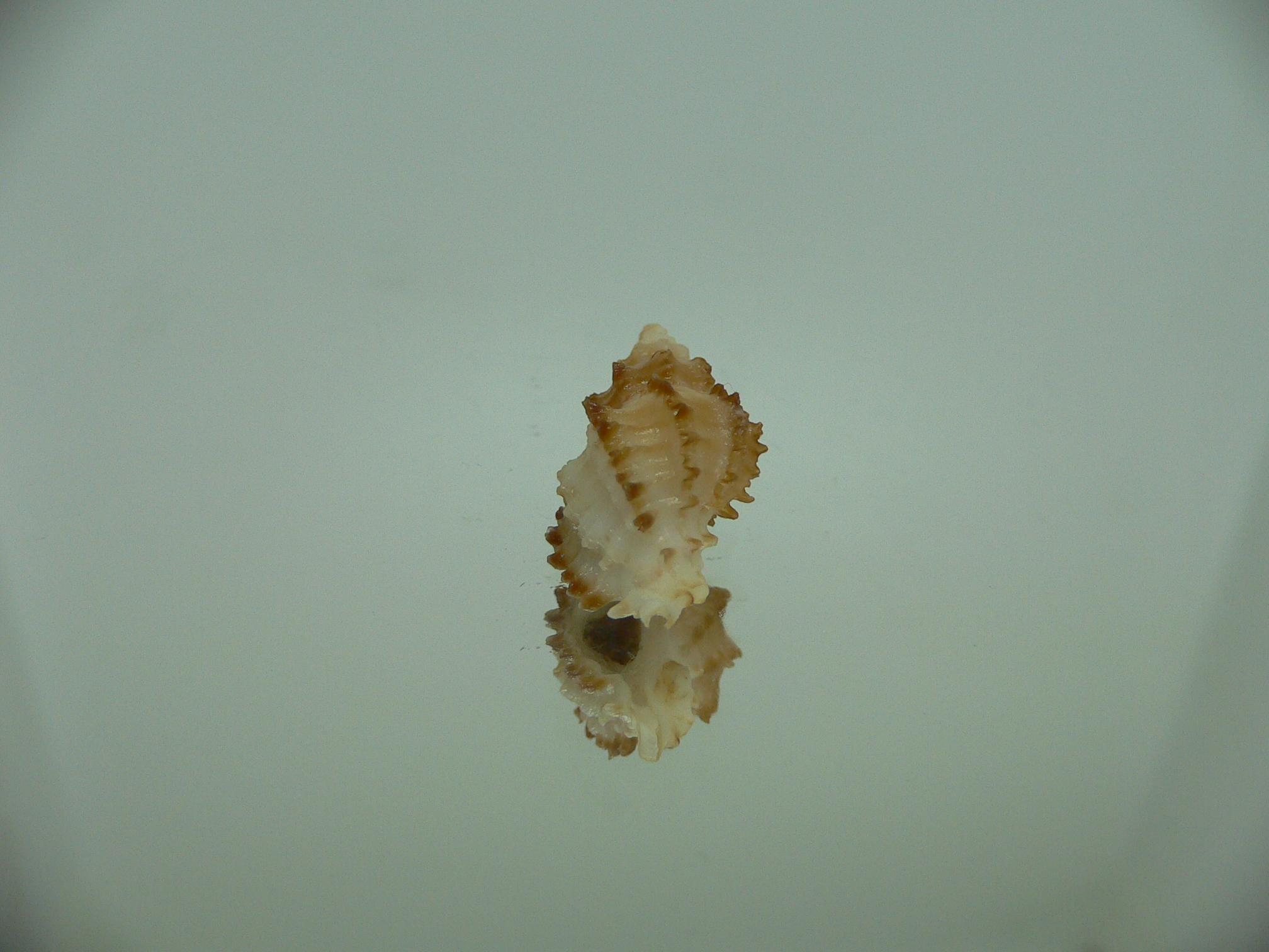 Rolandiella umblicata