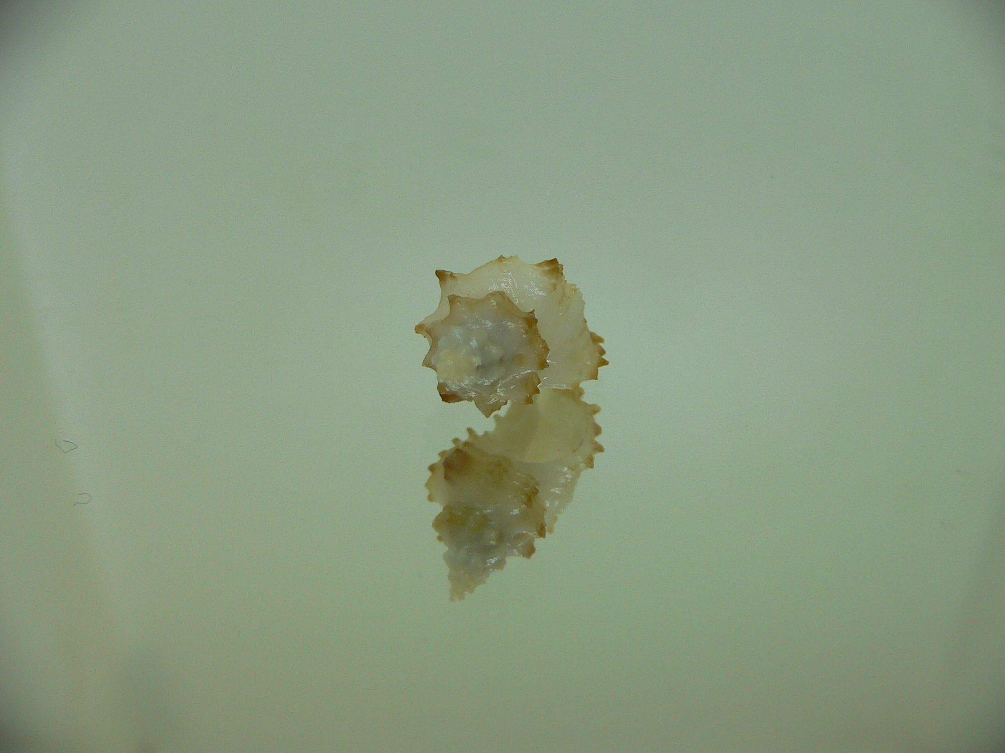 Rolandiella umblicata