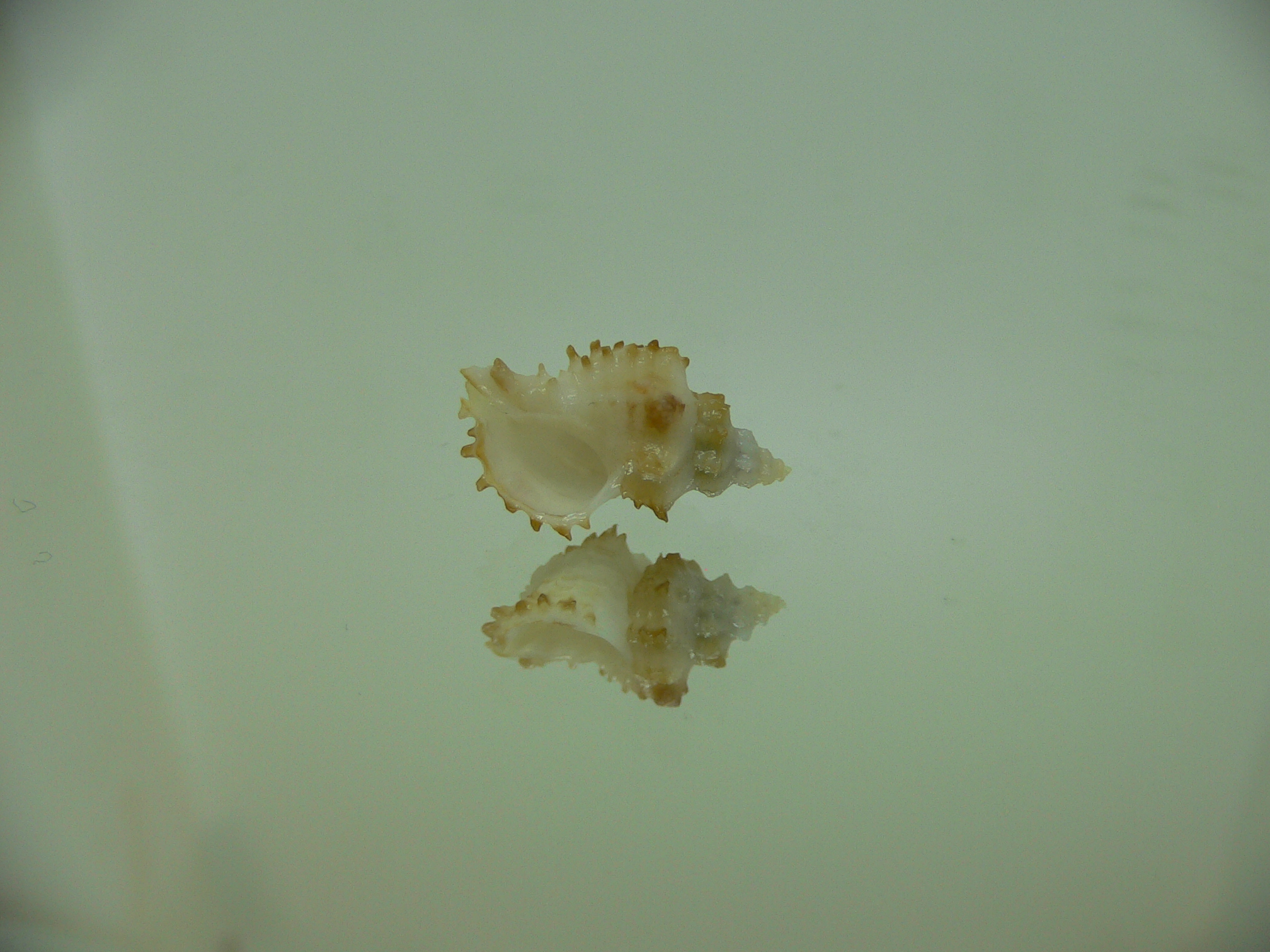 Rolandiella umblicata