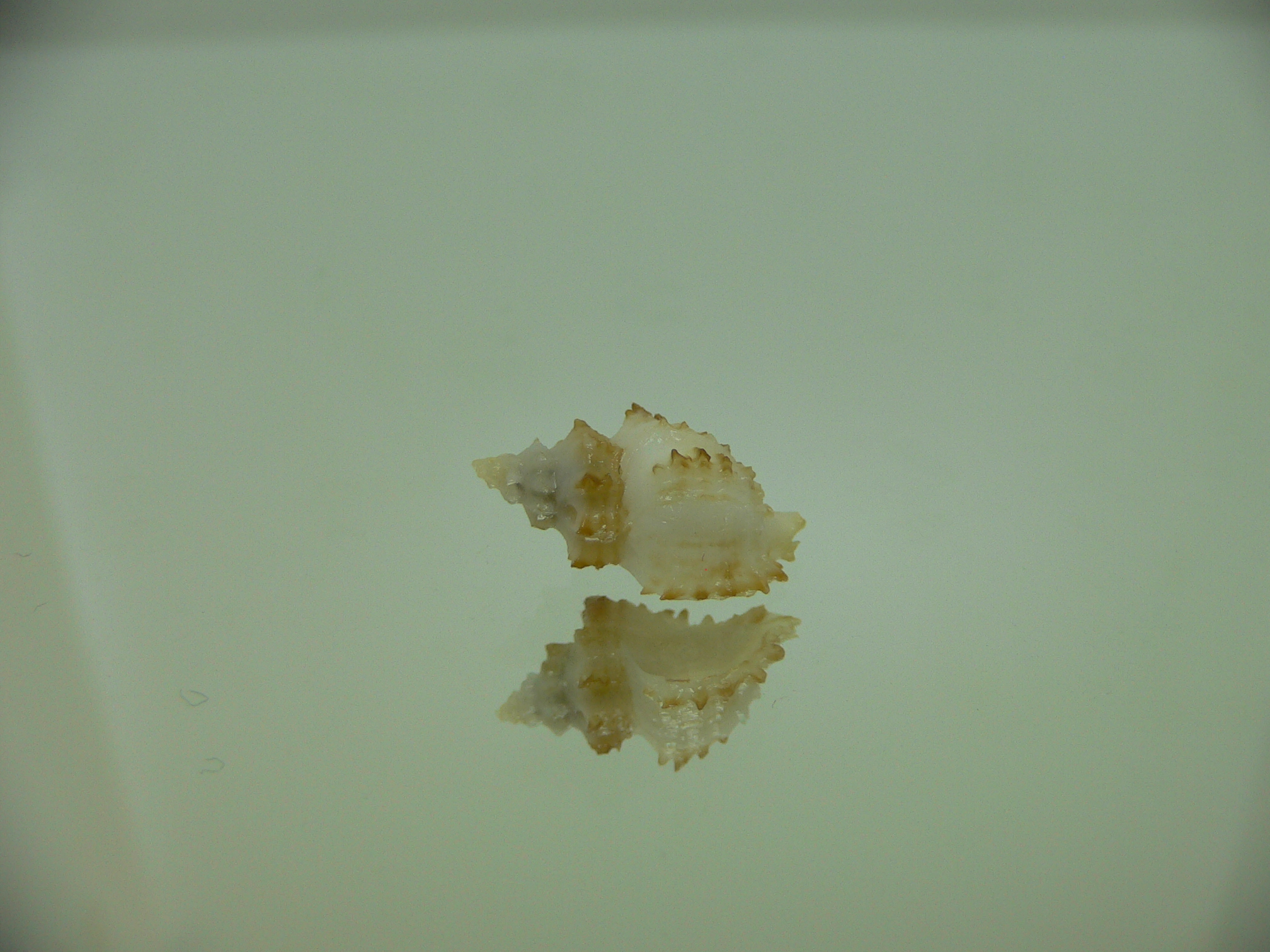 Rolandiella umblicata