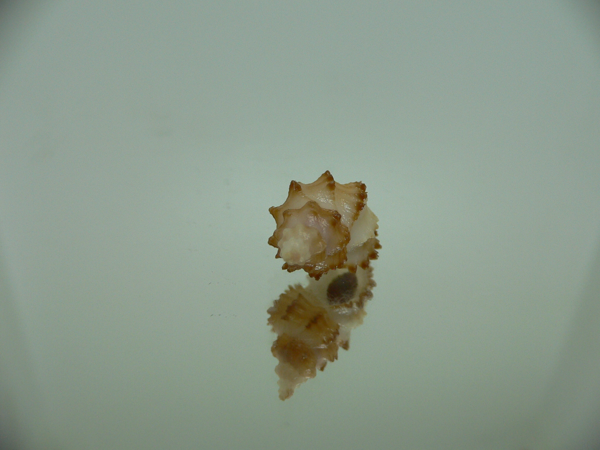 Rolandiella umblicata