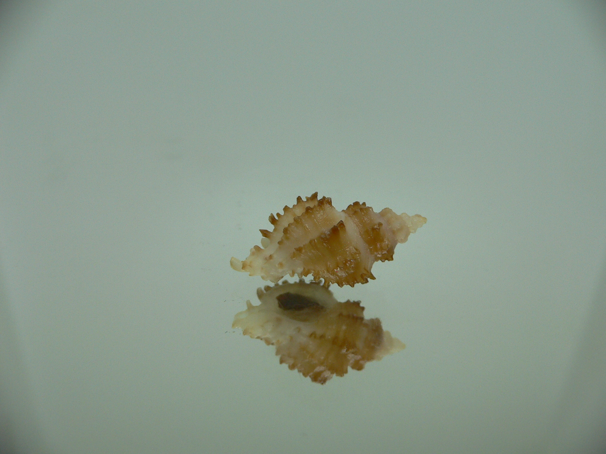 Rolandiella umblicata