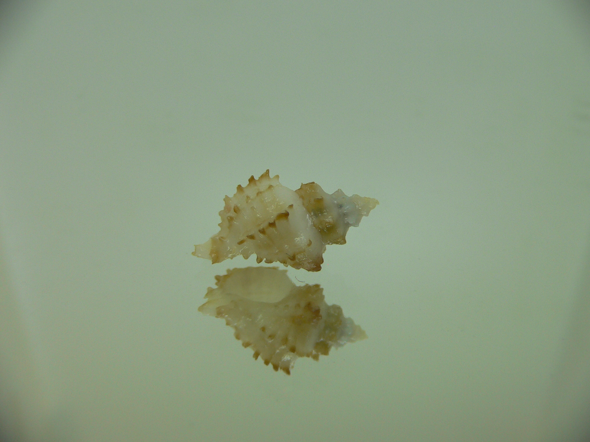 Rolandiella umblicata