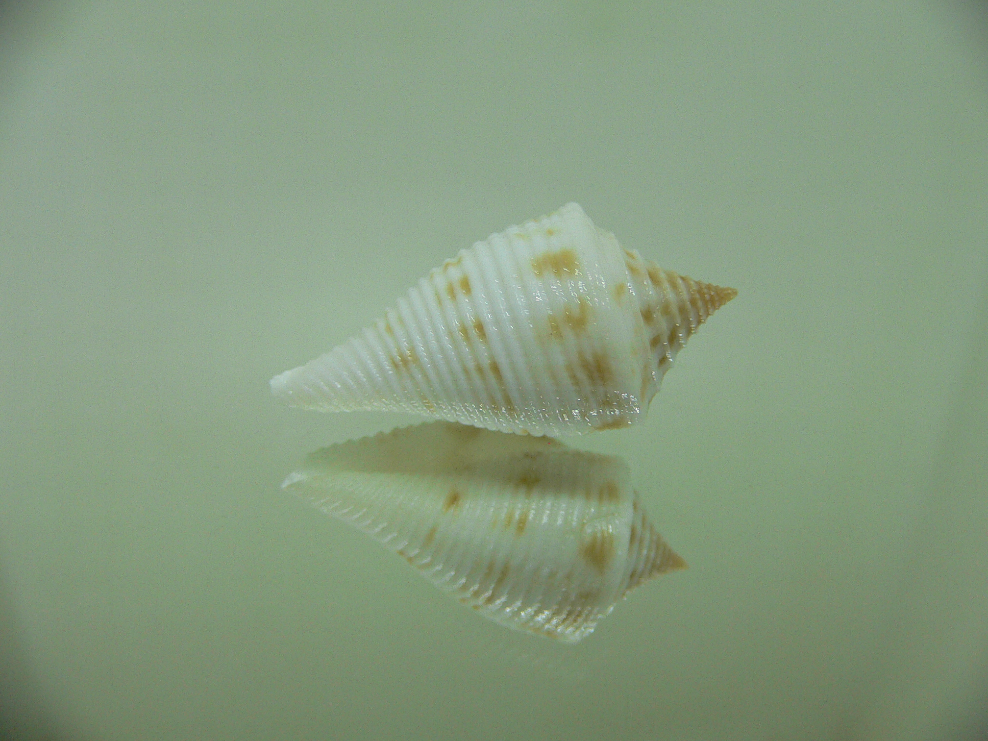 Conus pagoda DWARF FORM