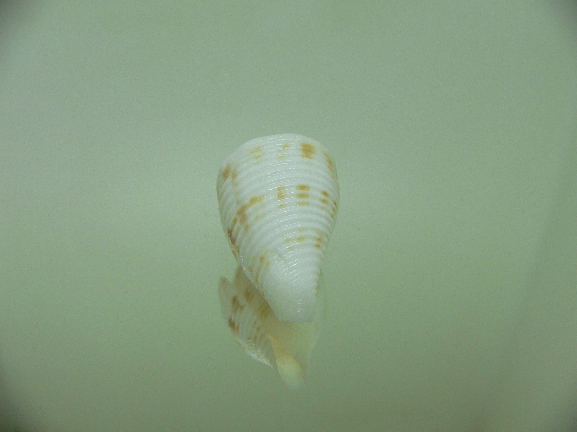 Conus pagoda DWARF FORM