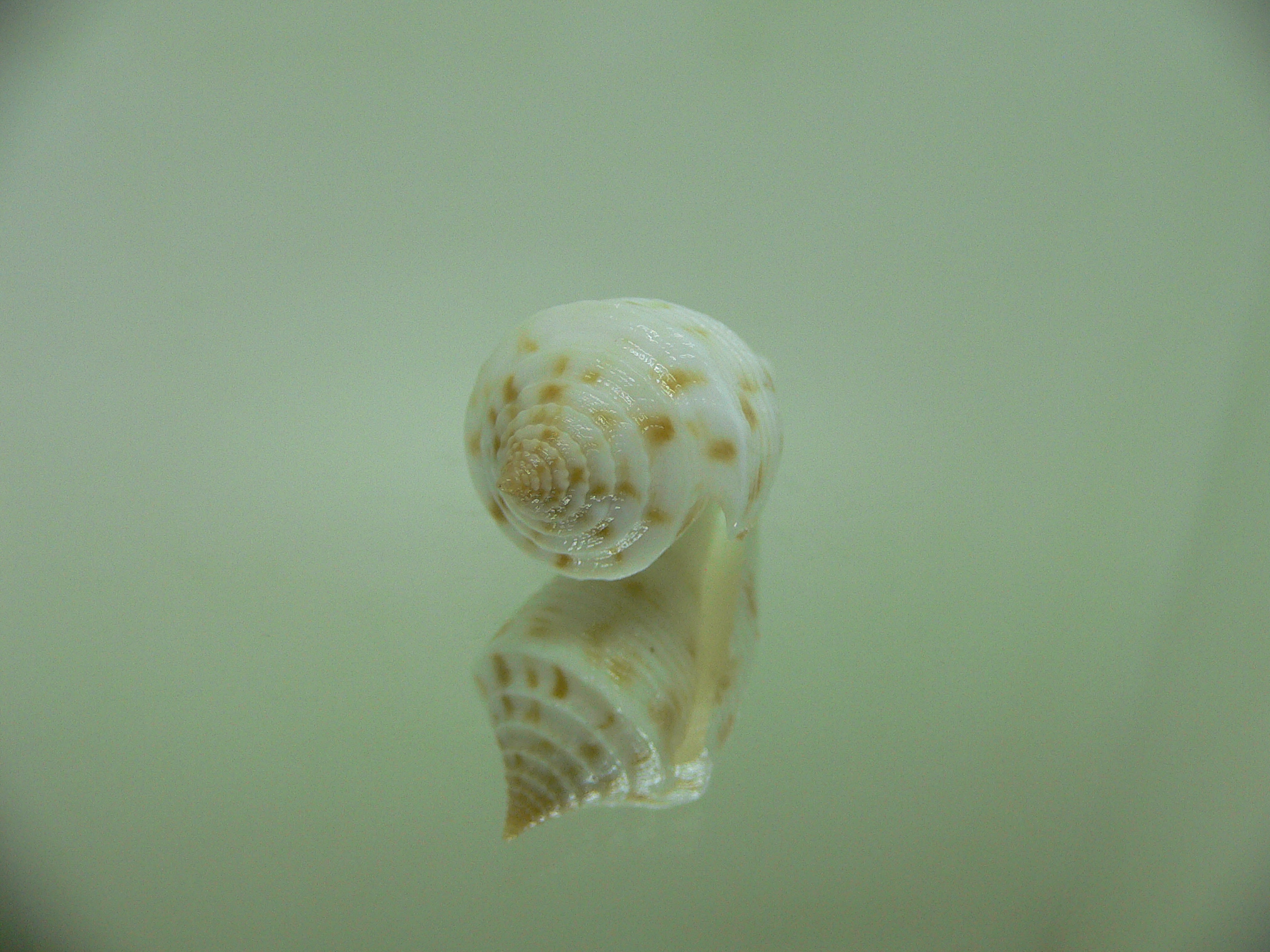 Conus pagoda DWARF FORM