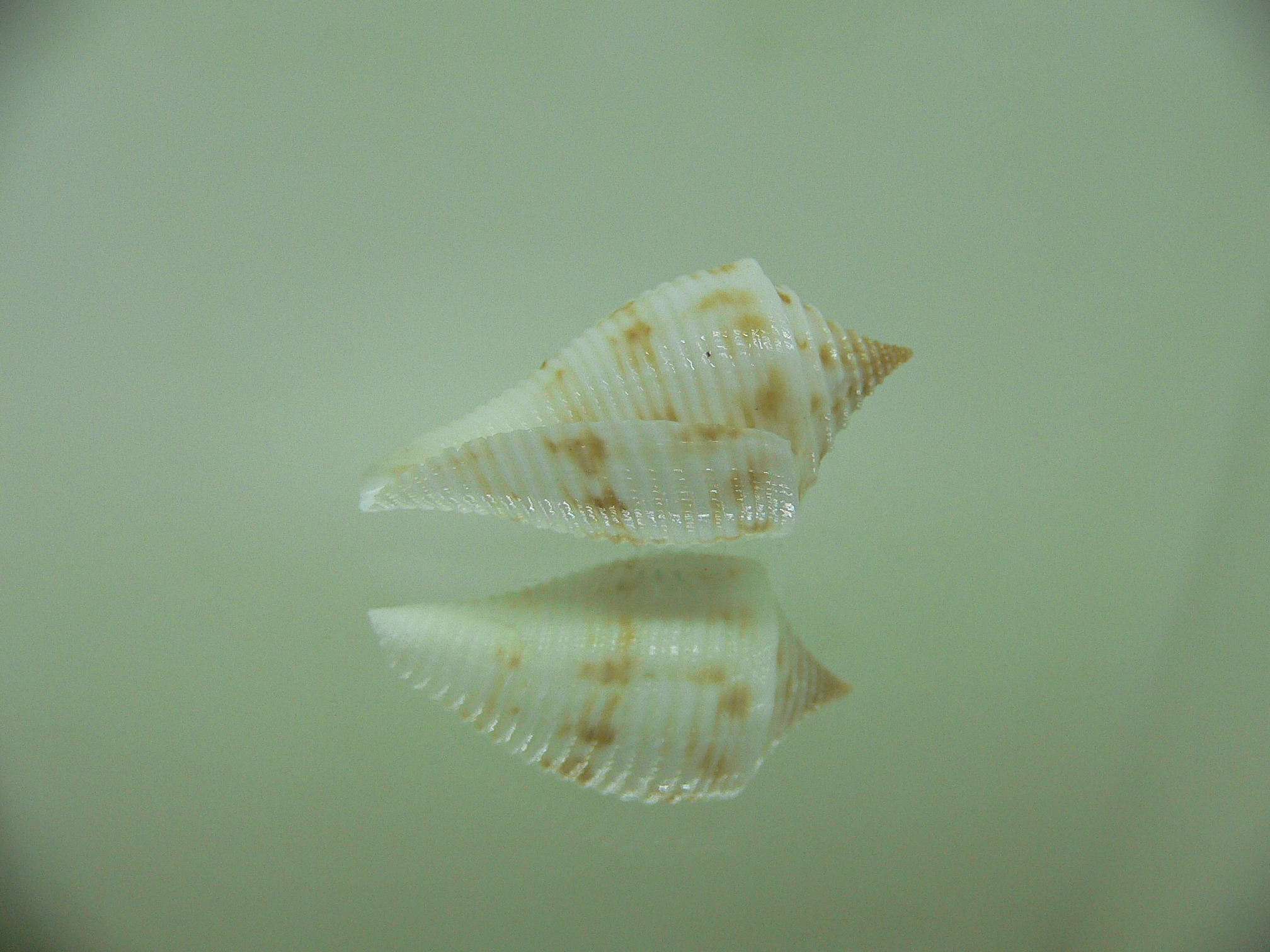 Conus pagoda DWARF FORM