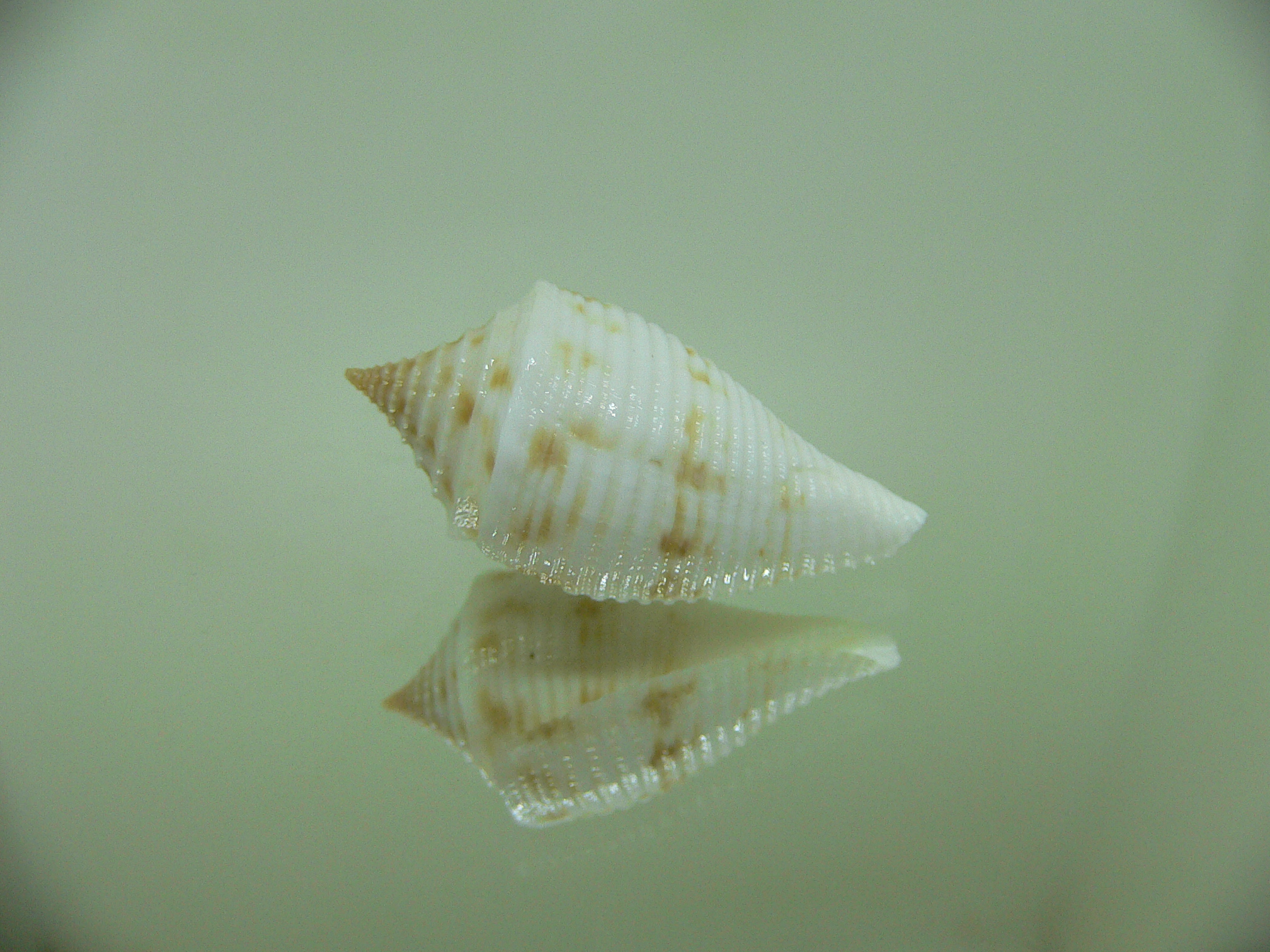 Conus pagoda DWARF FORM