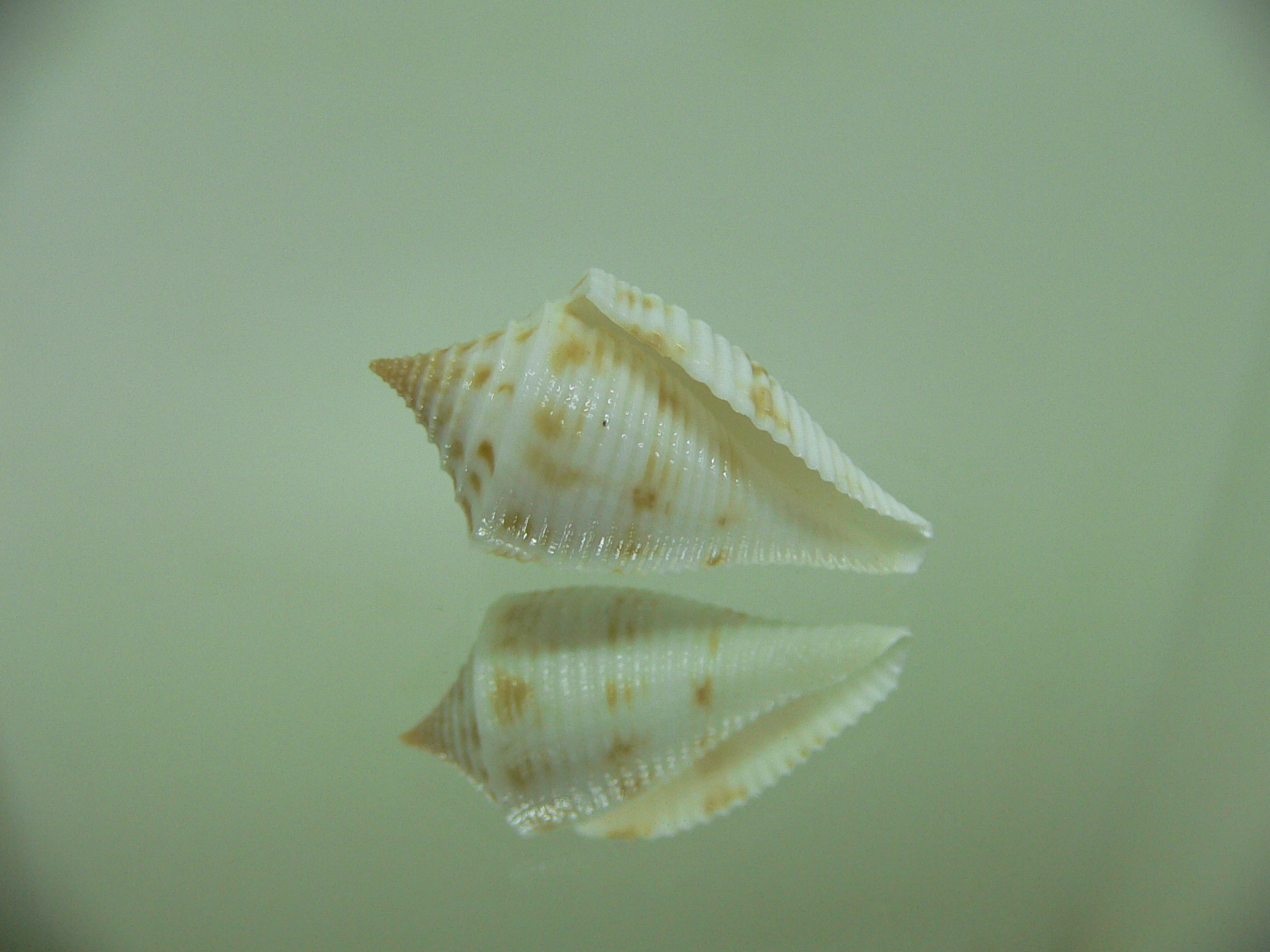 Conus pagoda DWARF FORM