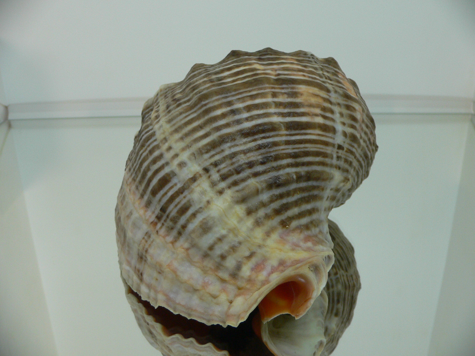 Rapana venosa DARK MONSTER