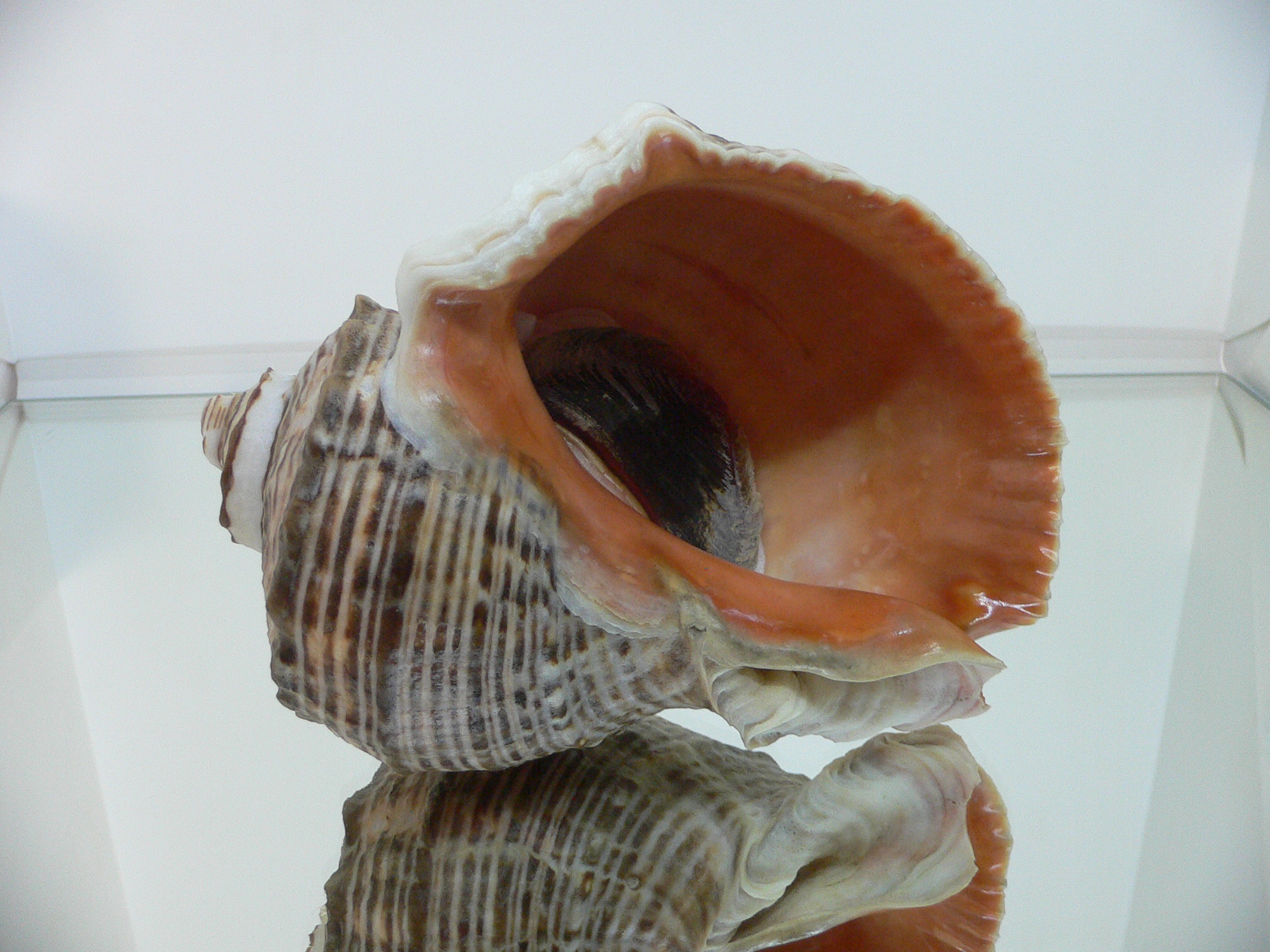 Rapana venosa DARK MONSTER