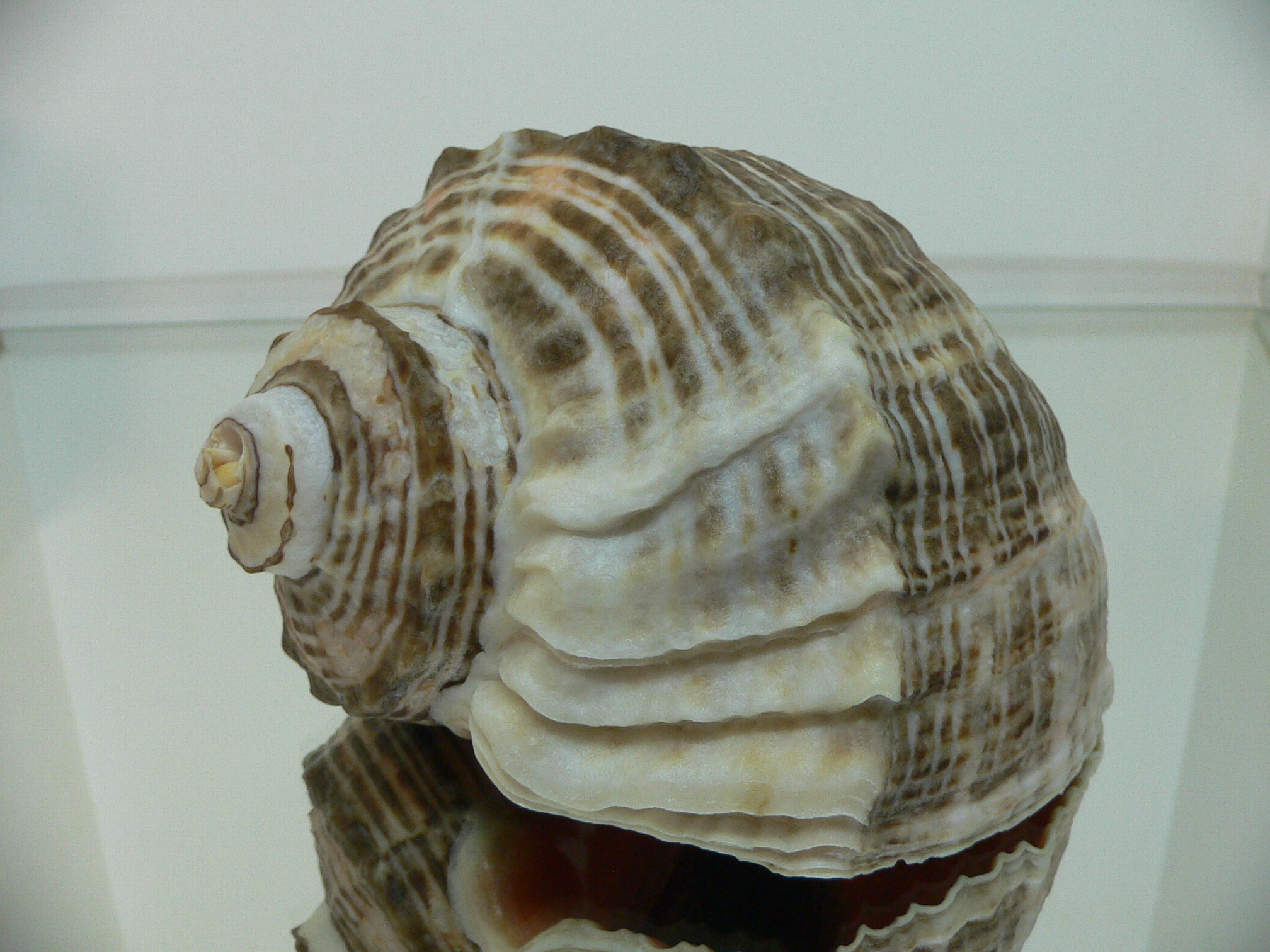 Rapana venosa DARK MONSTER