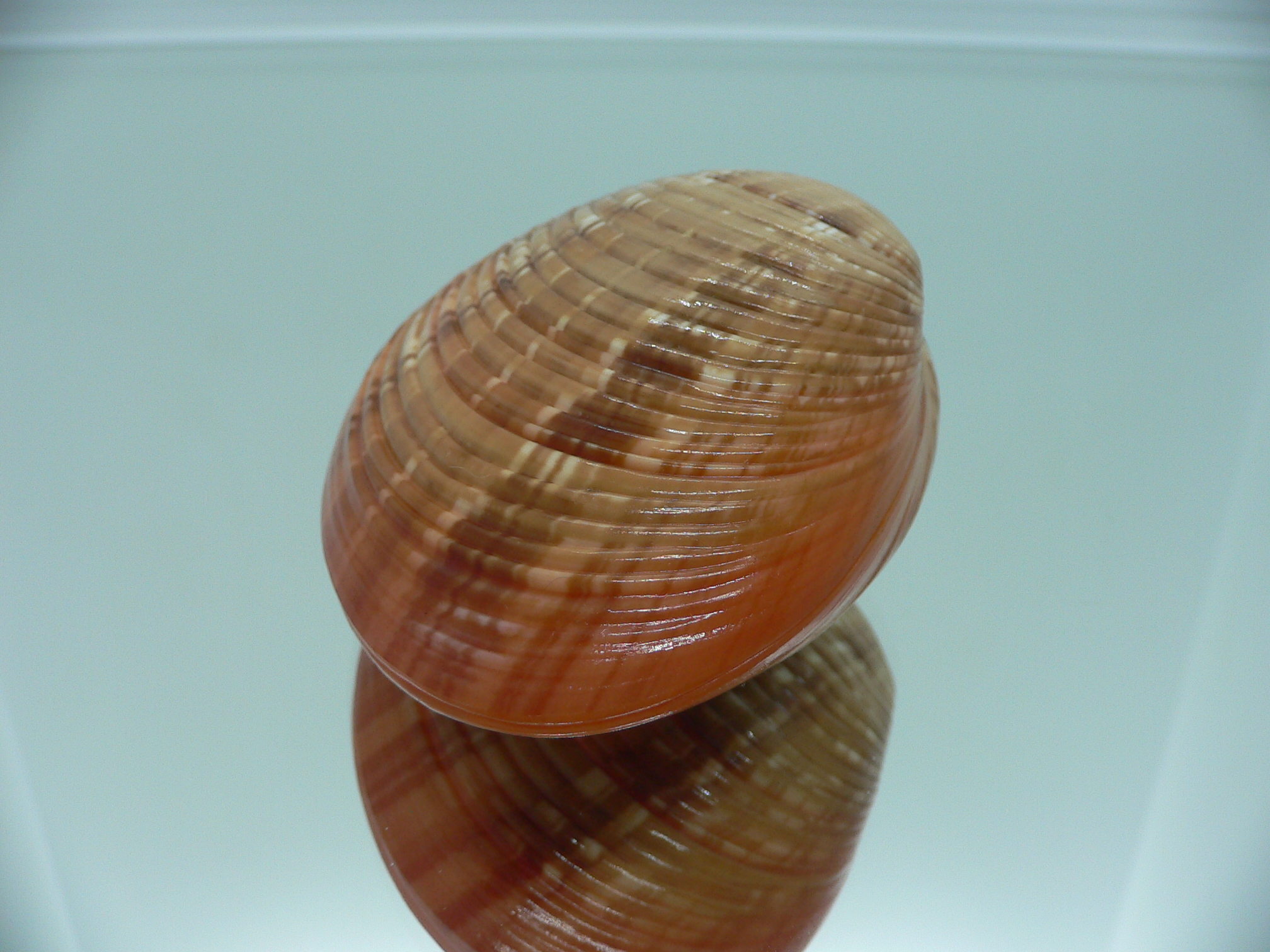 Callista erysina SUPER BEAUTIFUL