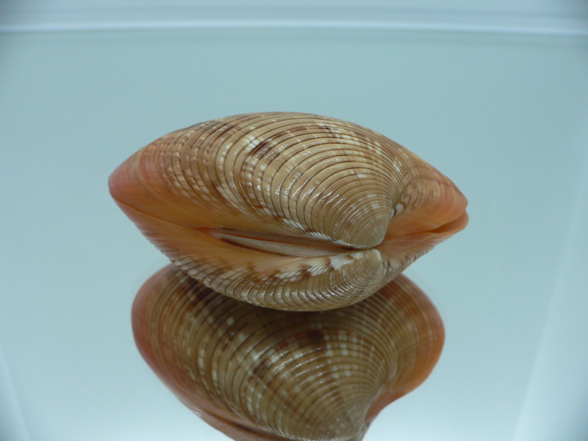 Callista erysina SUPER BEAUTIFUL