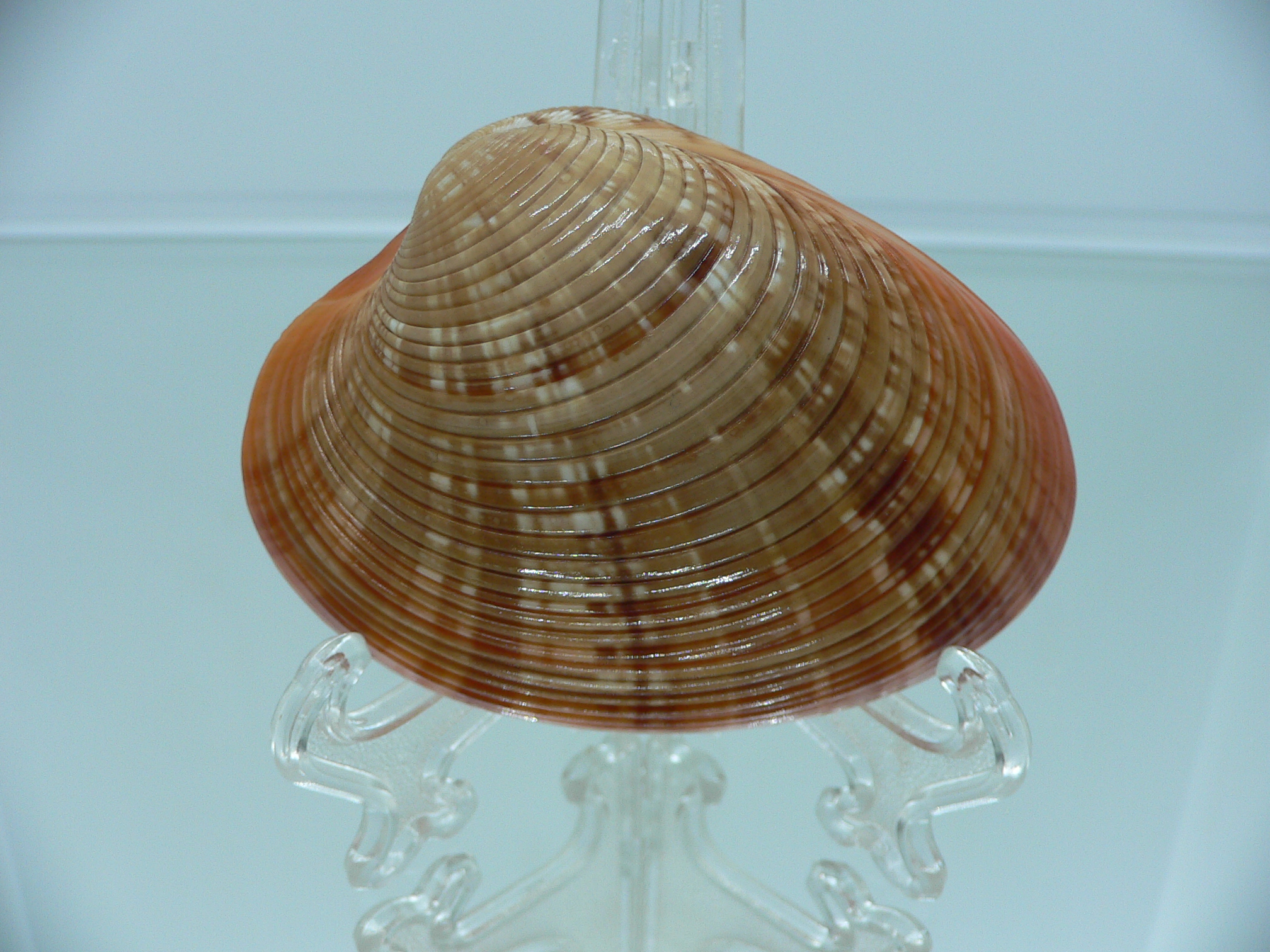 Callista erysina SUPER BEAUTIFUL