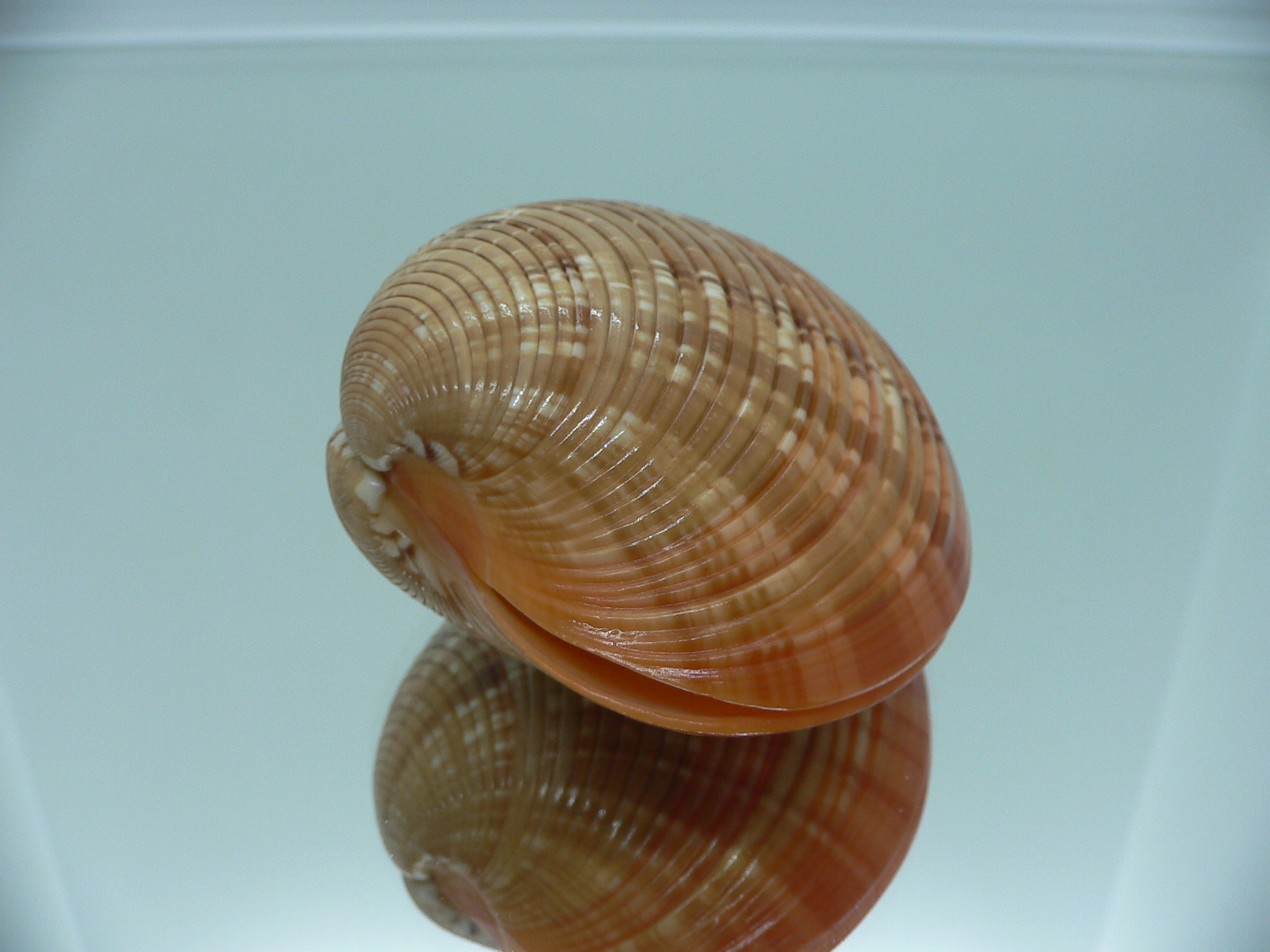 Callista erysina SUPER BEAUTIFUL