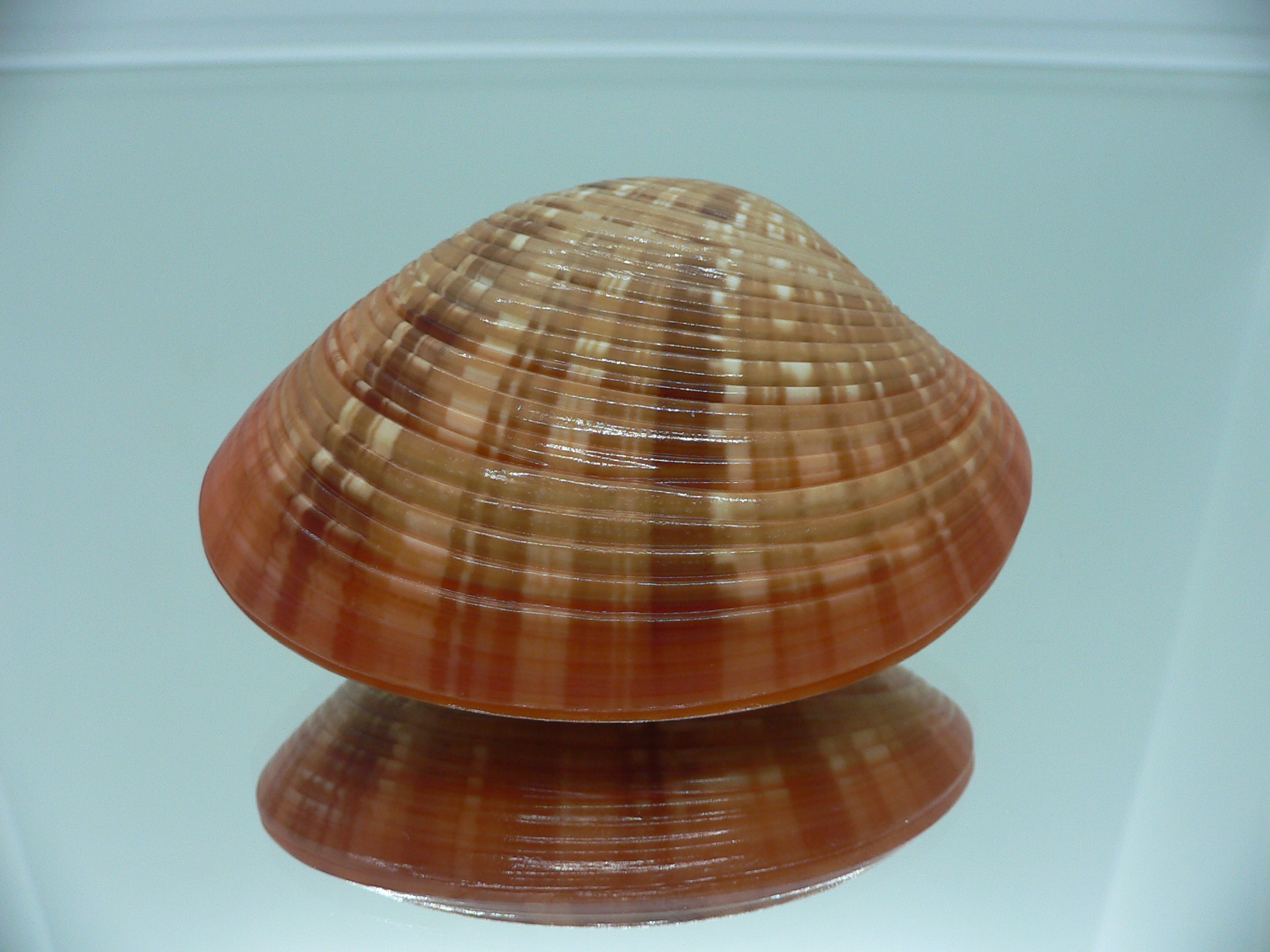 Callista erysina SUPER BEAUTIFUL