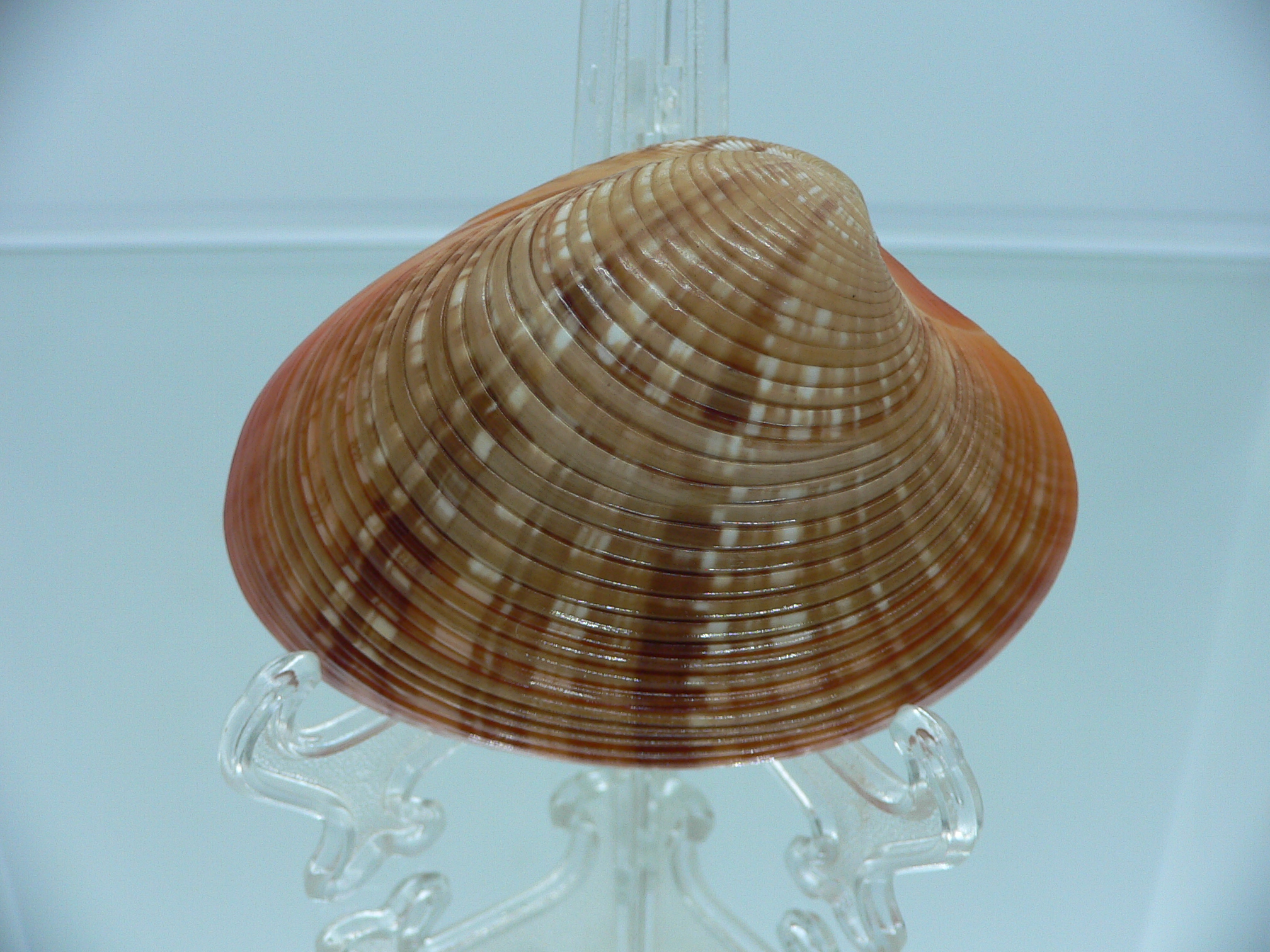 Callista erysina SUPER BEAUTIFUL