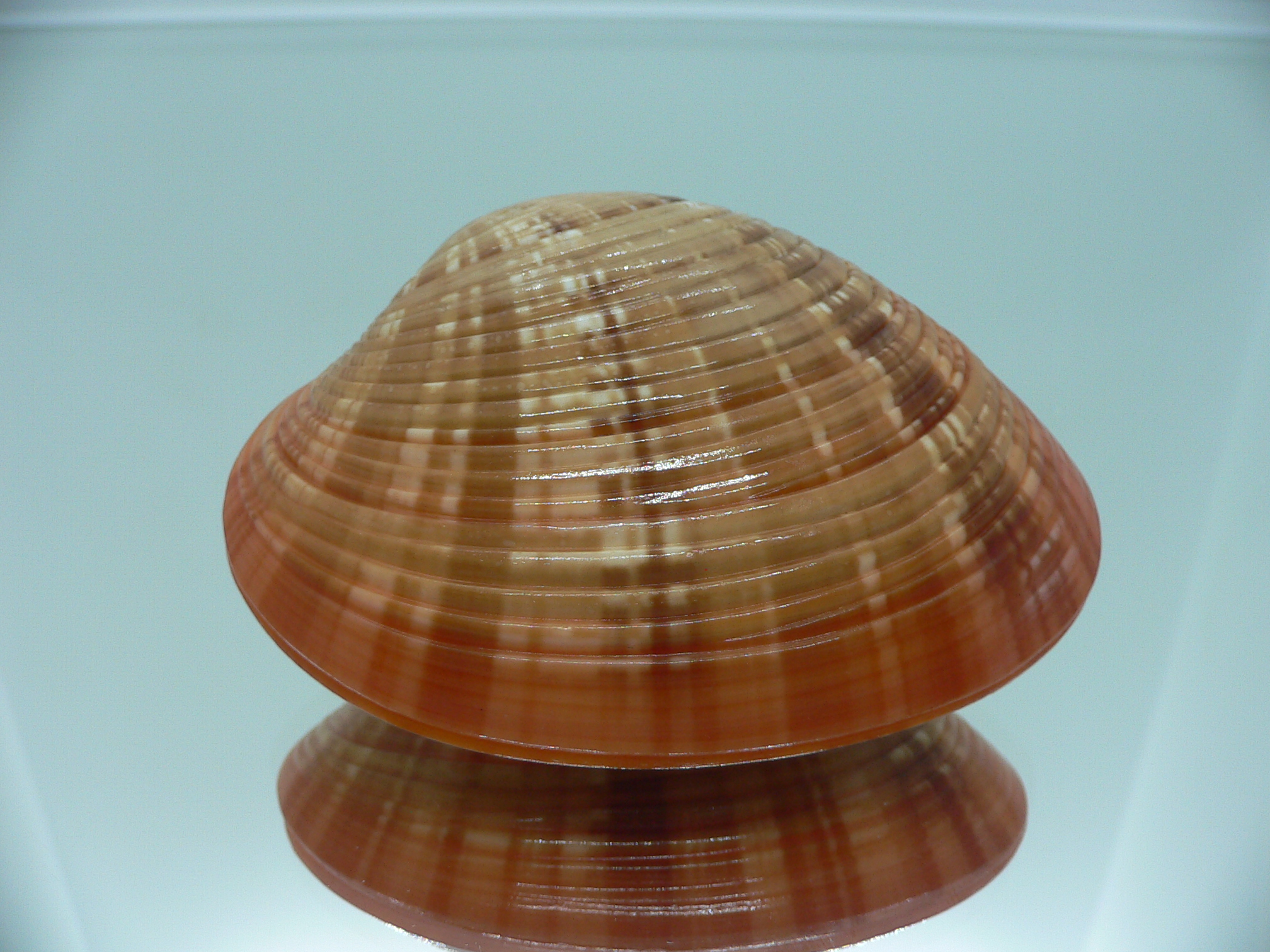 Callista erysina SUPER BEAUTIFUL