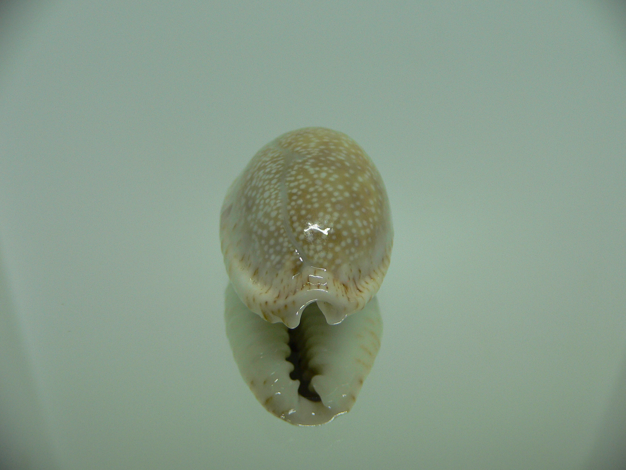 Cypraea erosa chlorizans WHITE