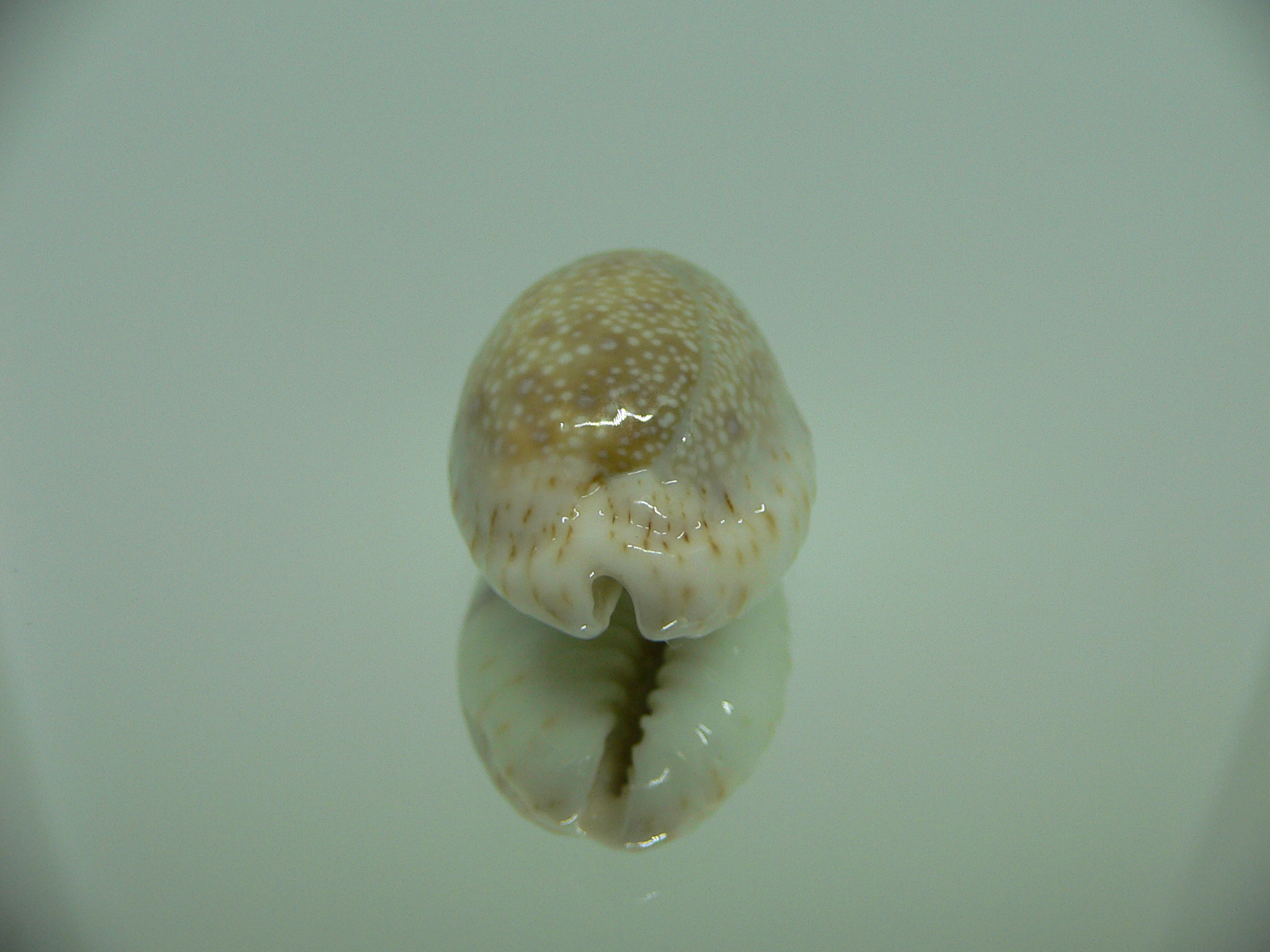 Cypraea erosa chlorizans WHITE