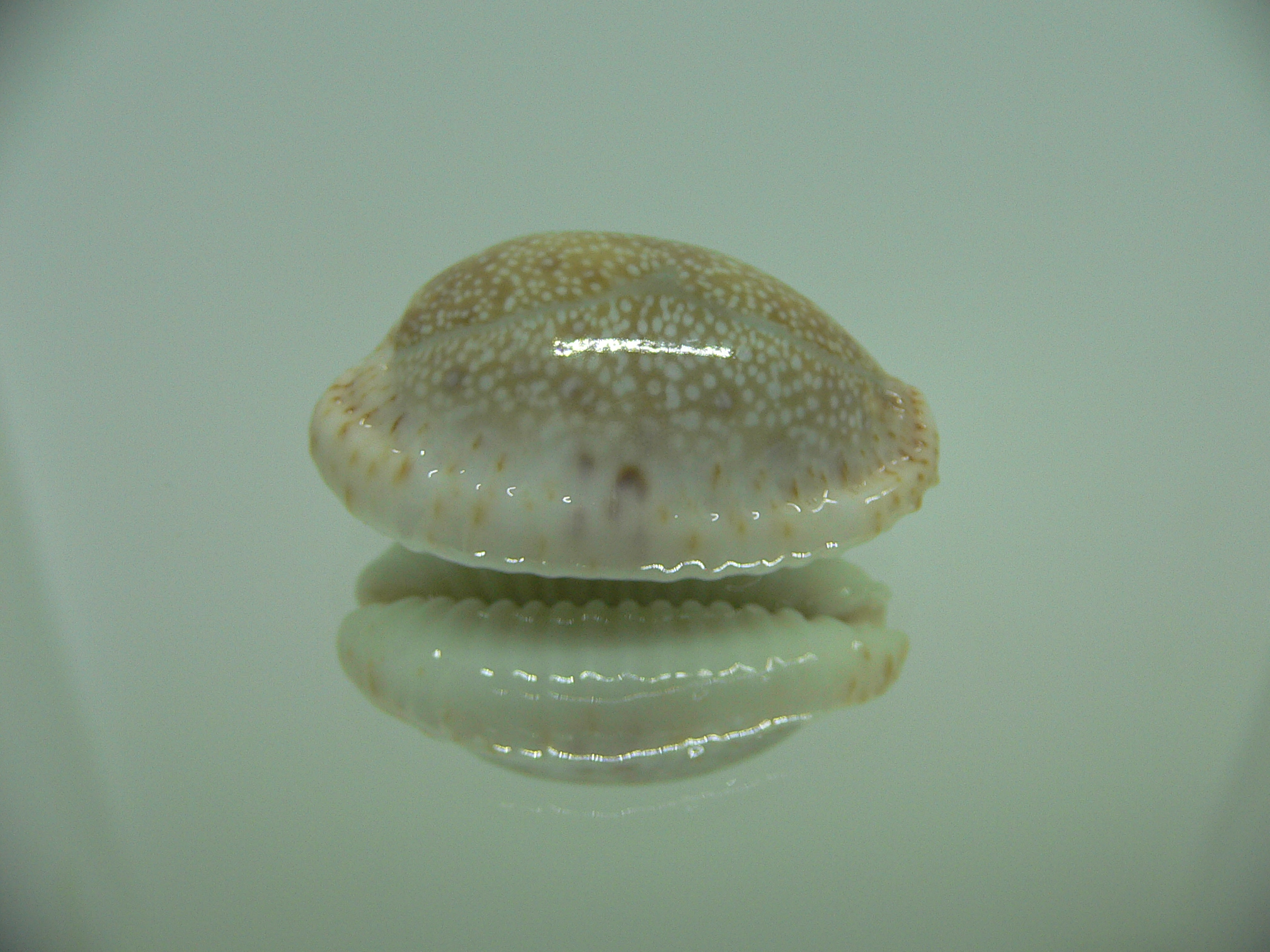 Cypraea erosa chlorizans WHITE