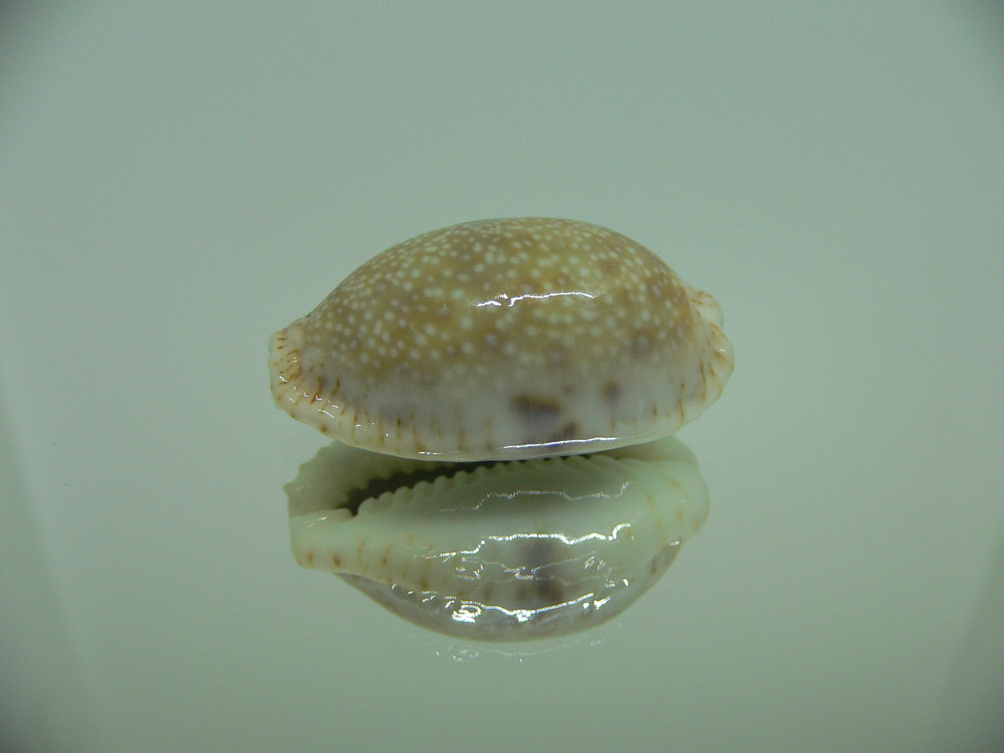 Cypraea erosa chlorizans WHITE