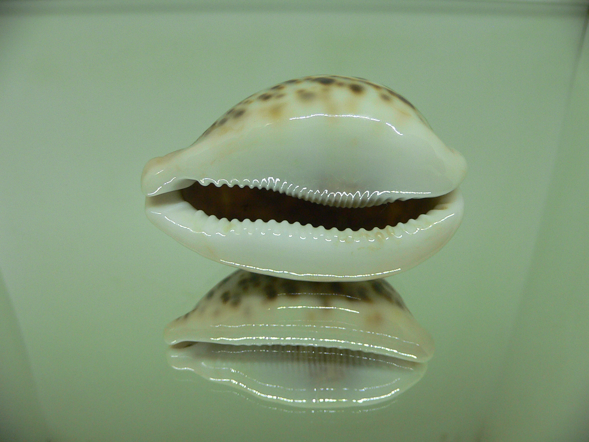 Cypraea pantherina cf. f. syringa CALLOUSED