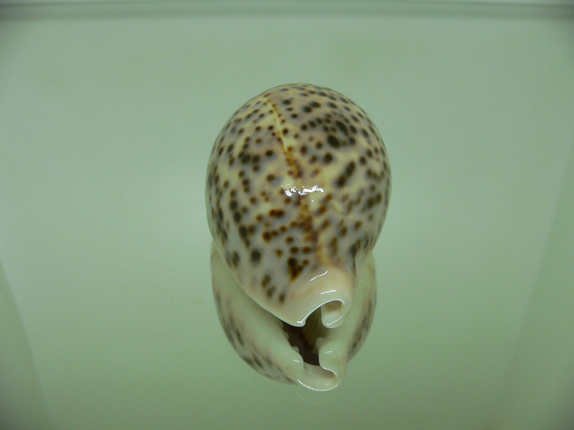 Cypraea pantherina cf. f. syringa CALLOUSED