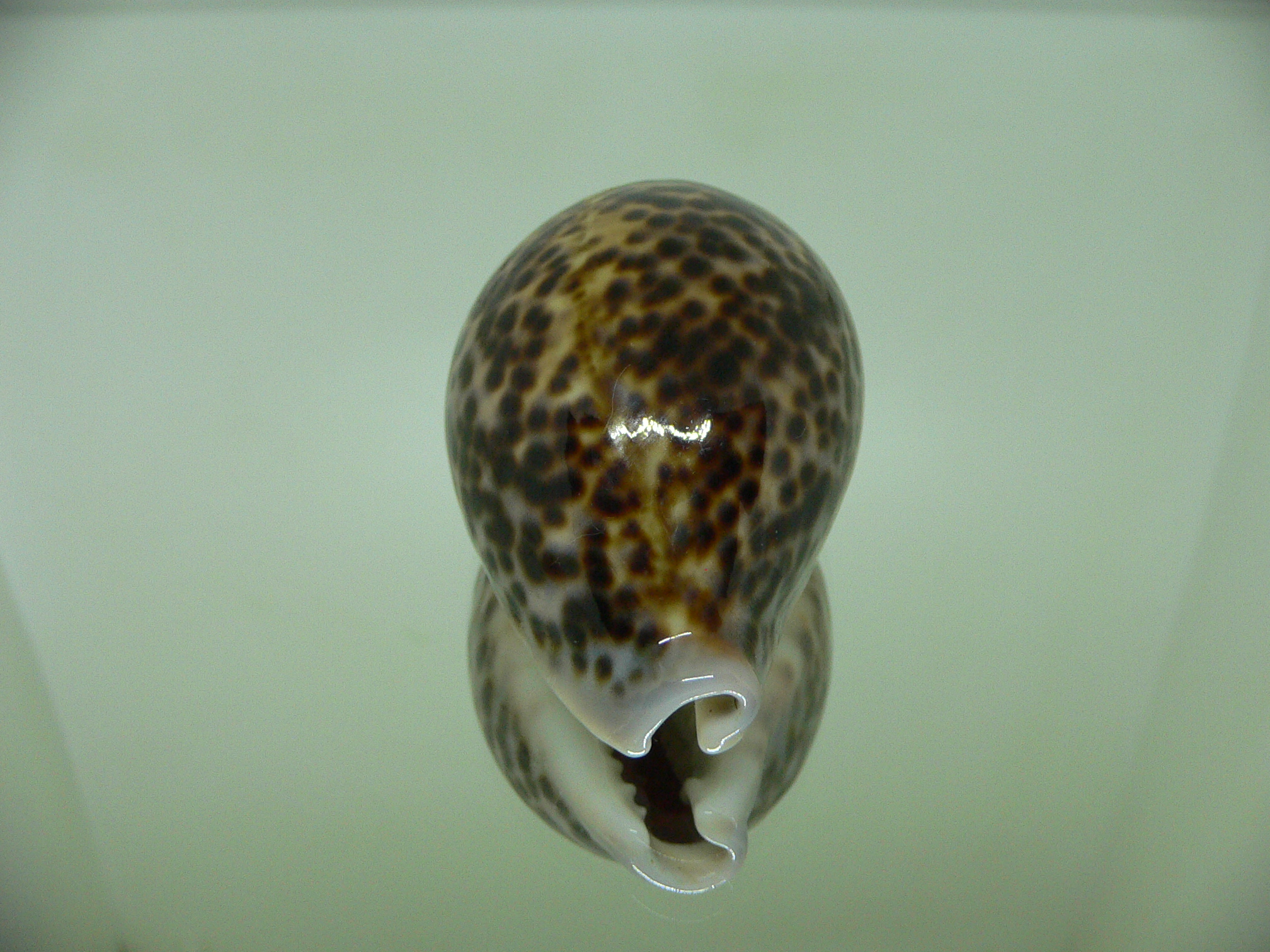 Cypraea pantherina IDEAL