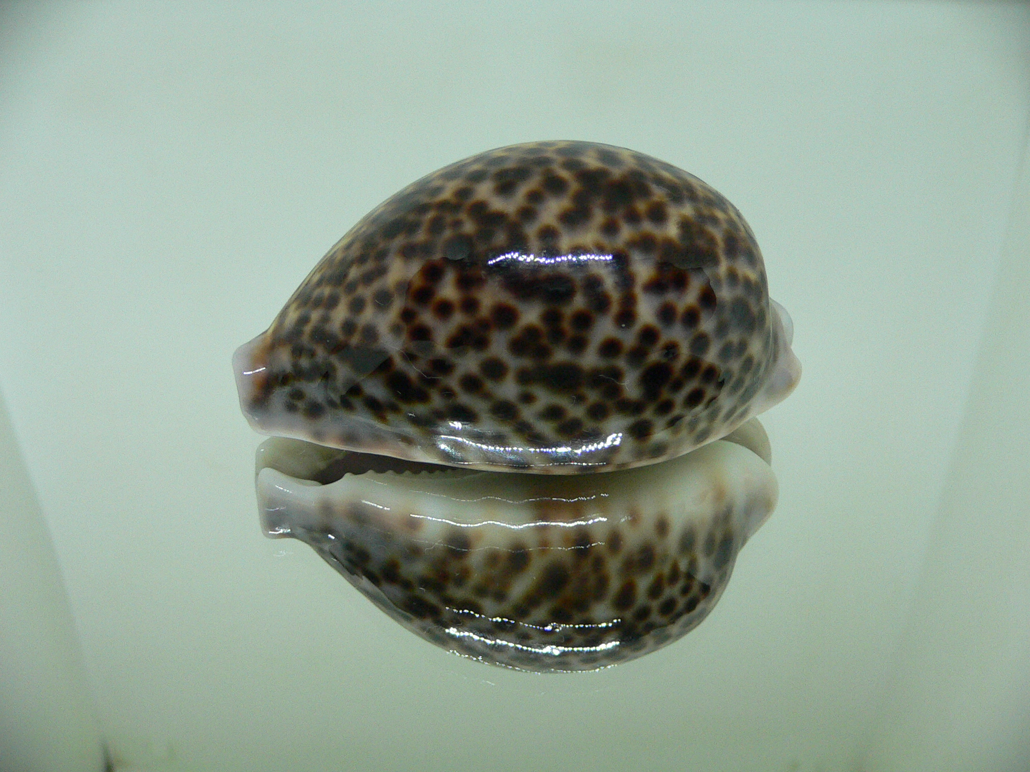 Cypraea pantherina IDEAL