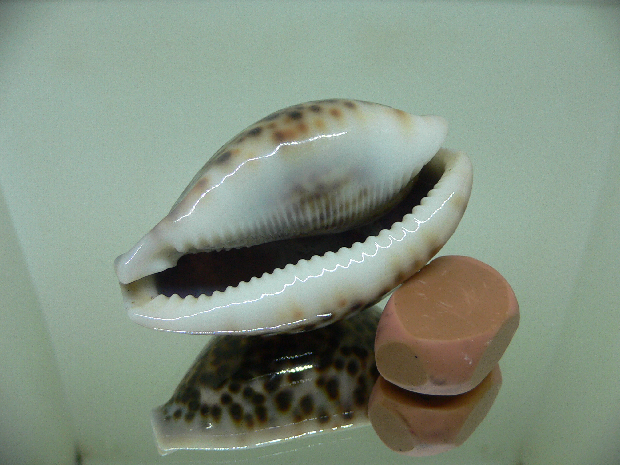 Cypraea pantherina IDEAL