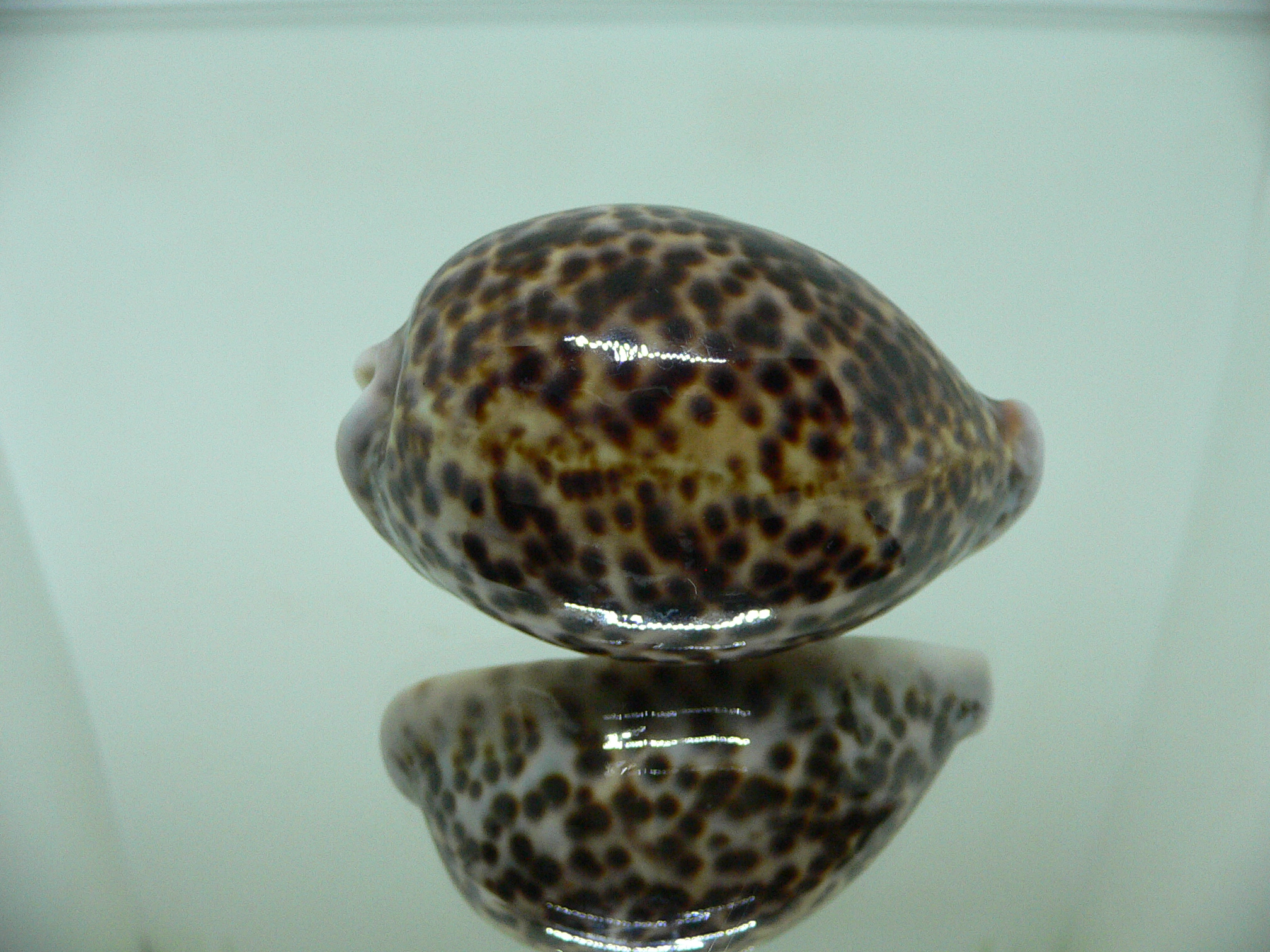 Cypraea pantherina IDEAL