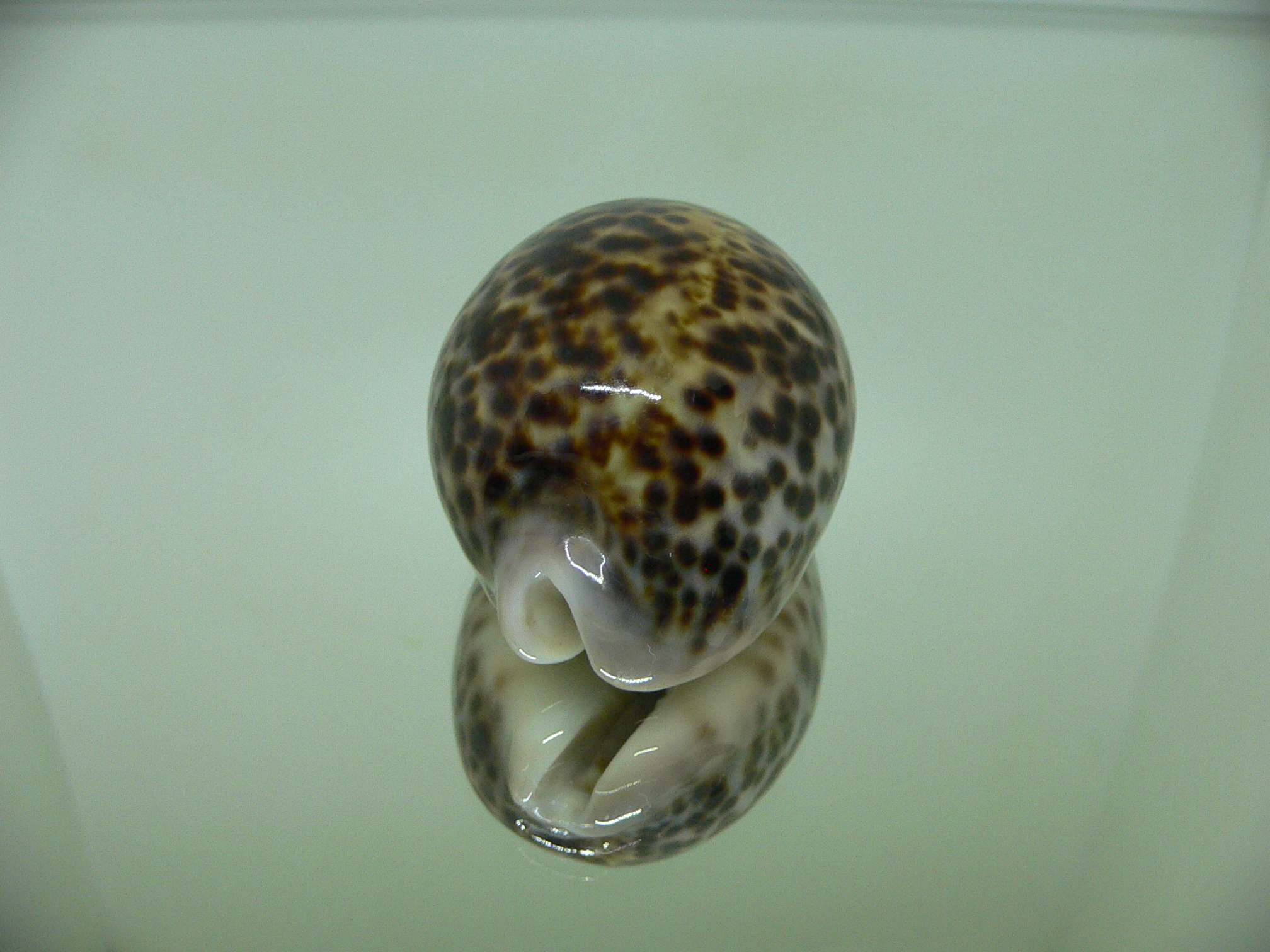 Cypraea pantherina IDEAL