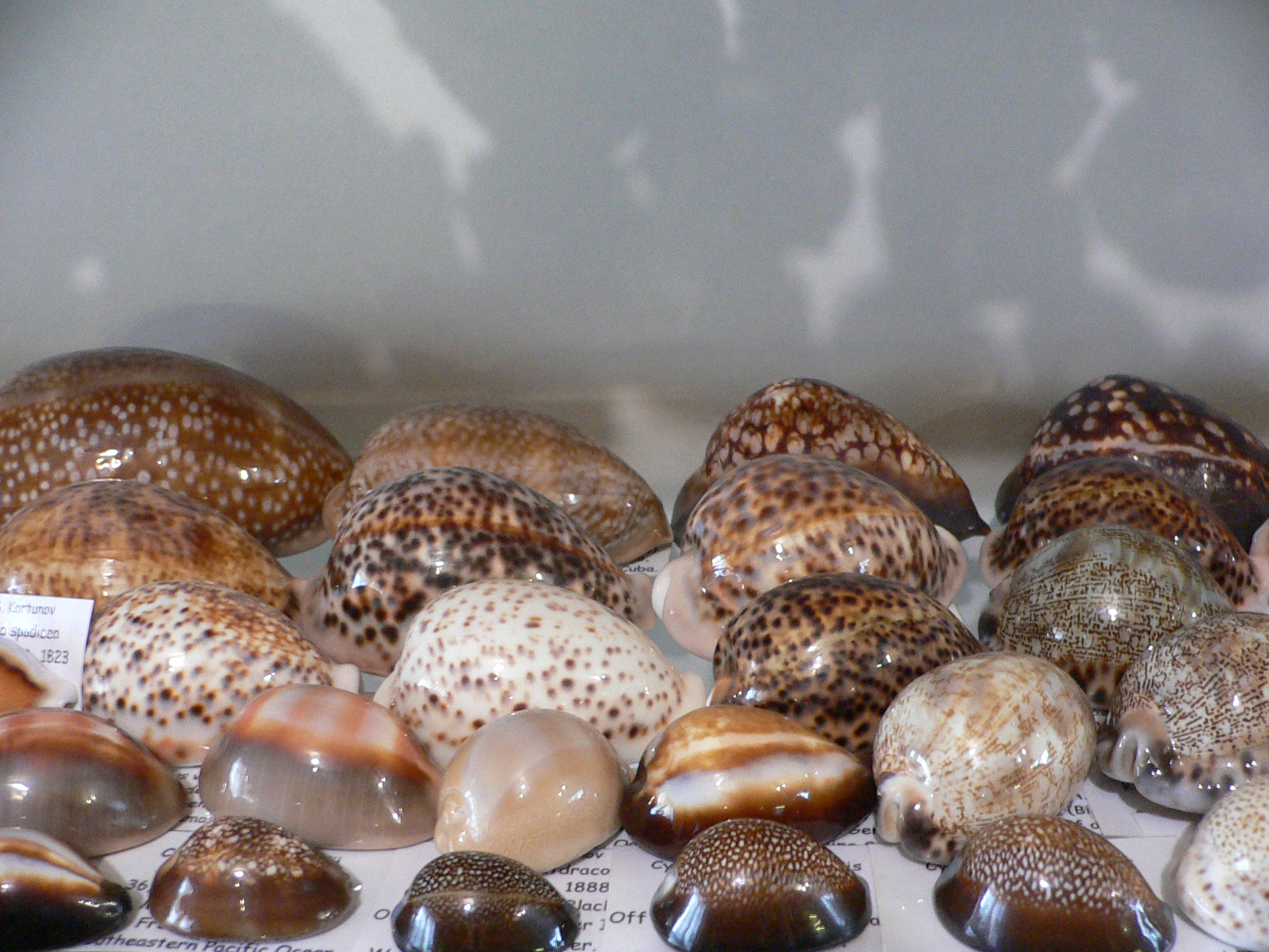 Cypraea pantherina IDEAL