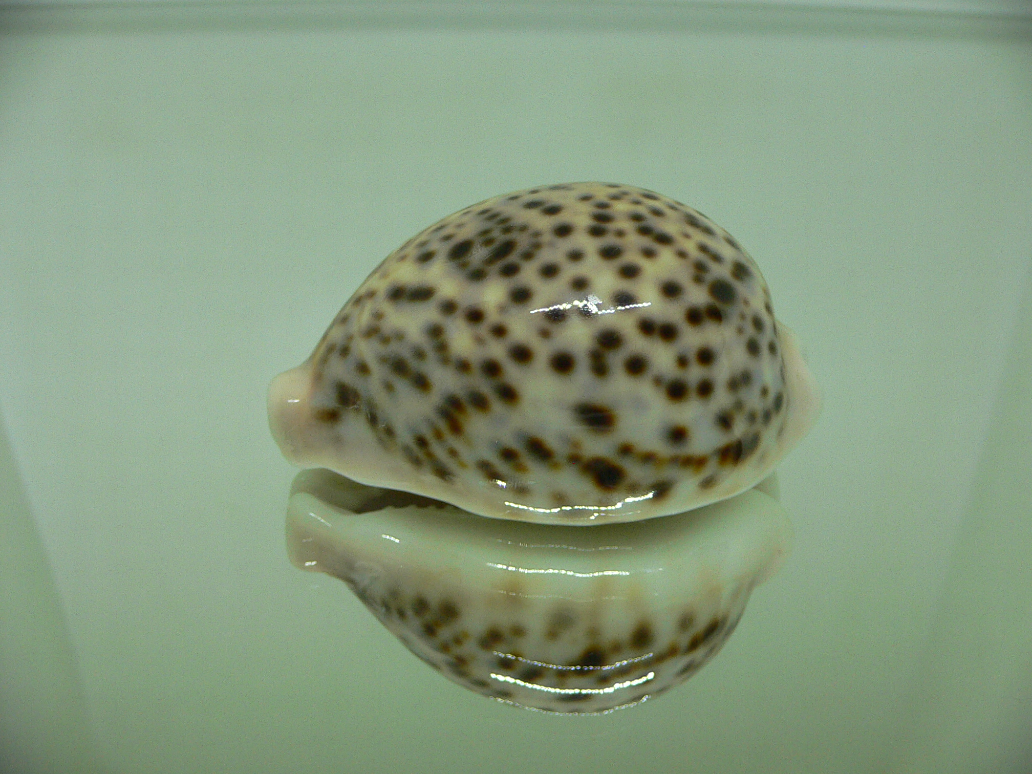 Cypraea pantherina cf. f. syringa CALLOUSED