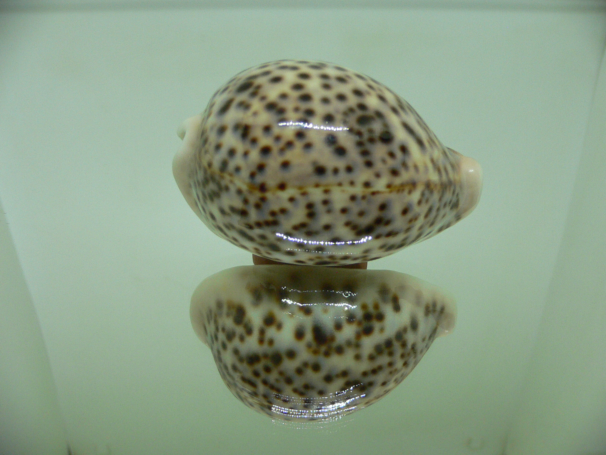 Cypraea pantherina cf. f. syringa CALLOUSED