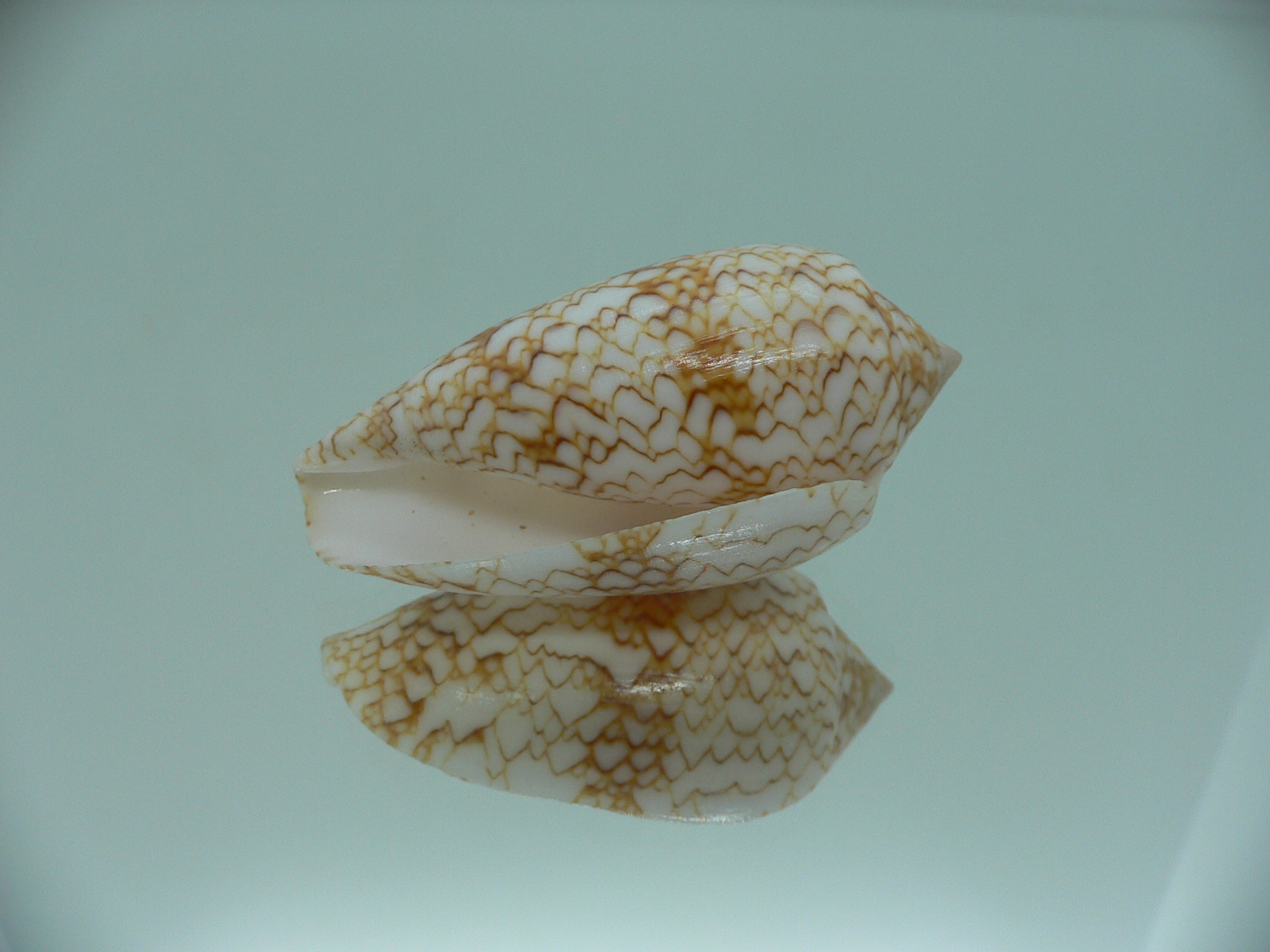 Conus textile aquata (var.)